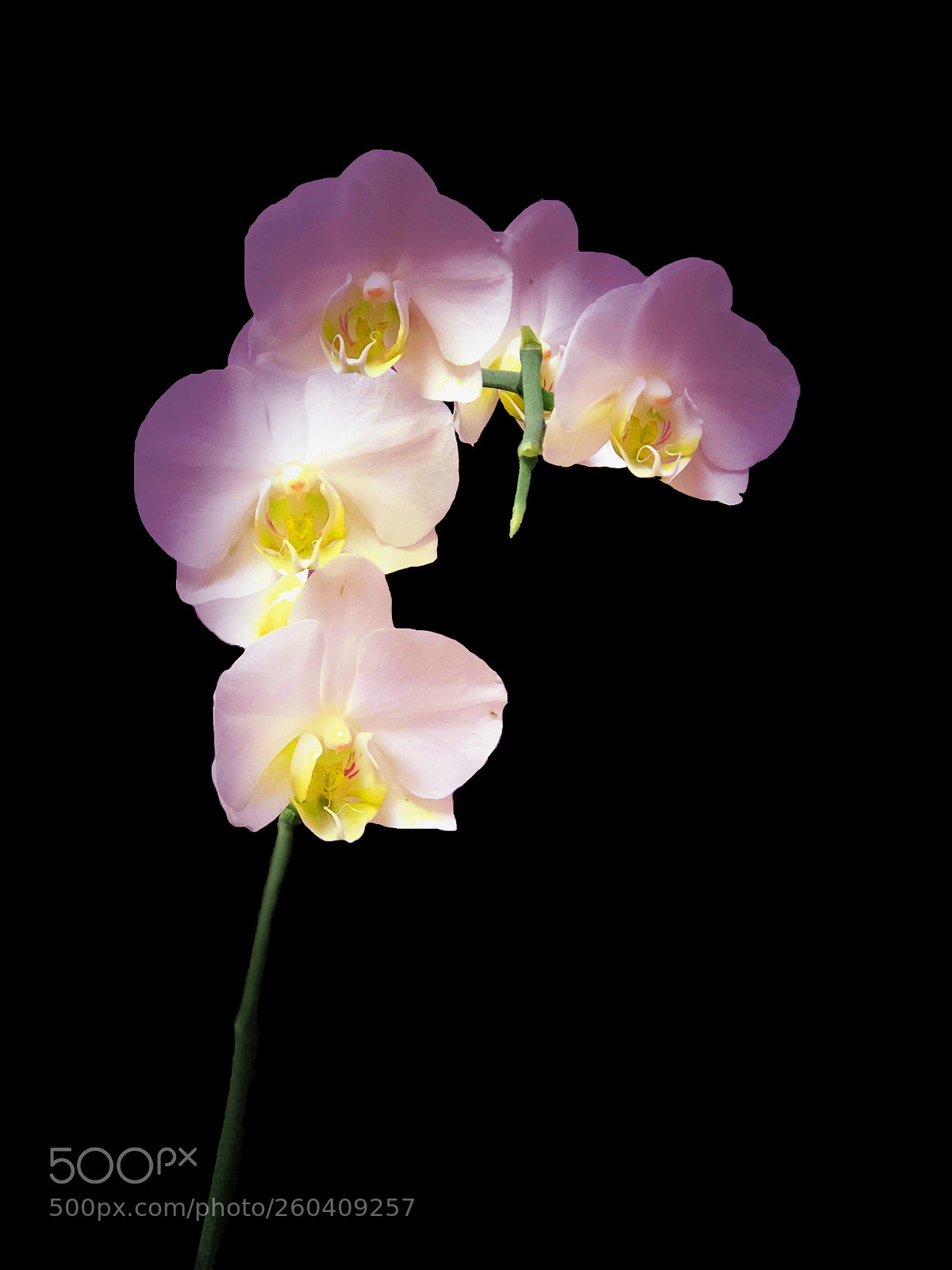 Apple iPhone 8 Plus sample photo. Orchid photography