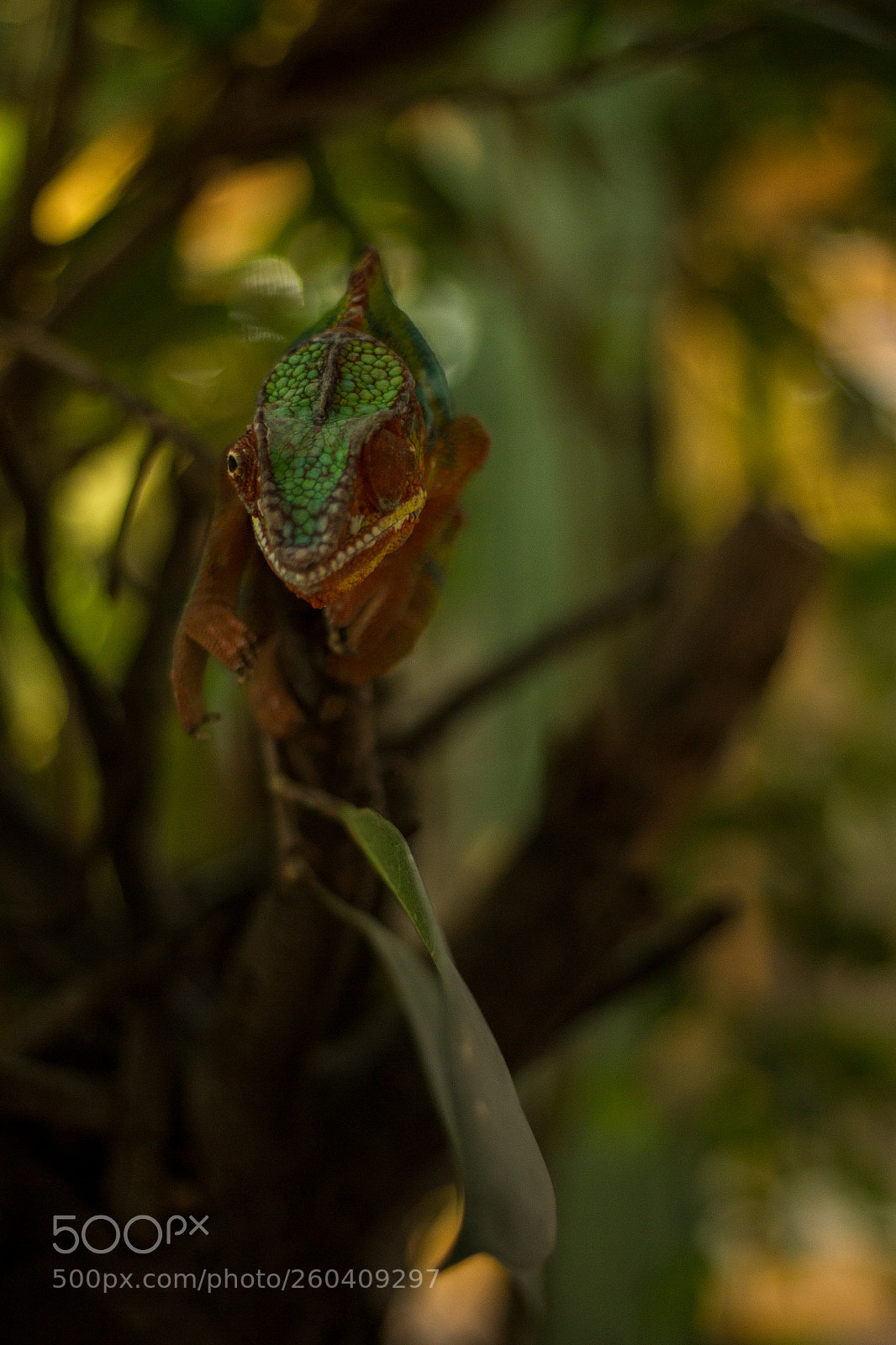 Canon EOS 700D (EOS Rebel T5i / EOS Kiss X7i) sample photo. Chameleon photography