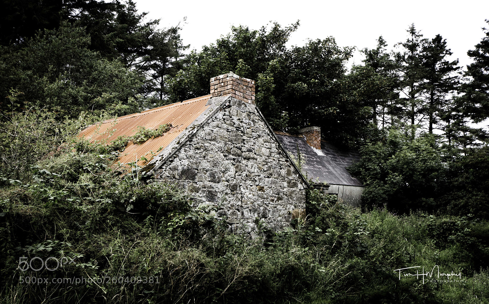 Nikon D7100 sample photo. Overgrown photography