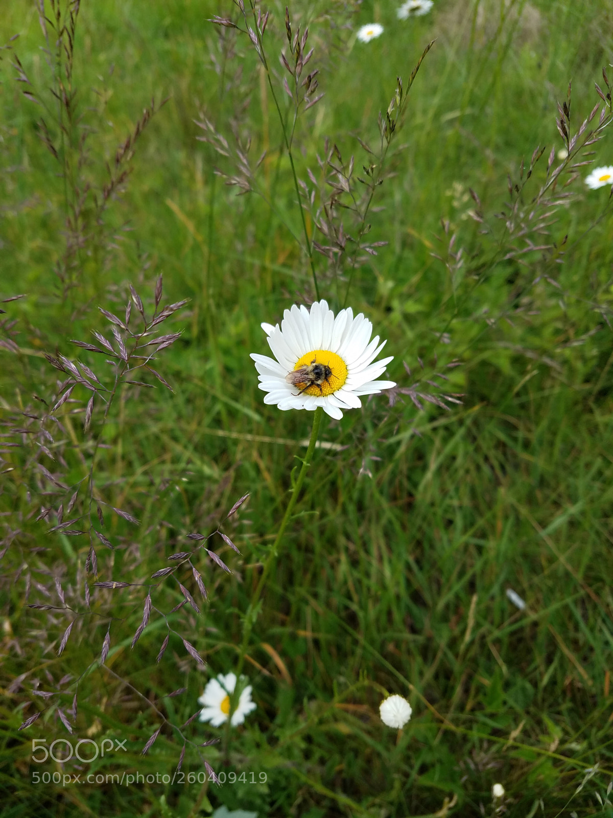 Samsung Galaxy S7 sample photo. Let sleeping bees lie. photography