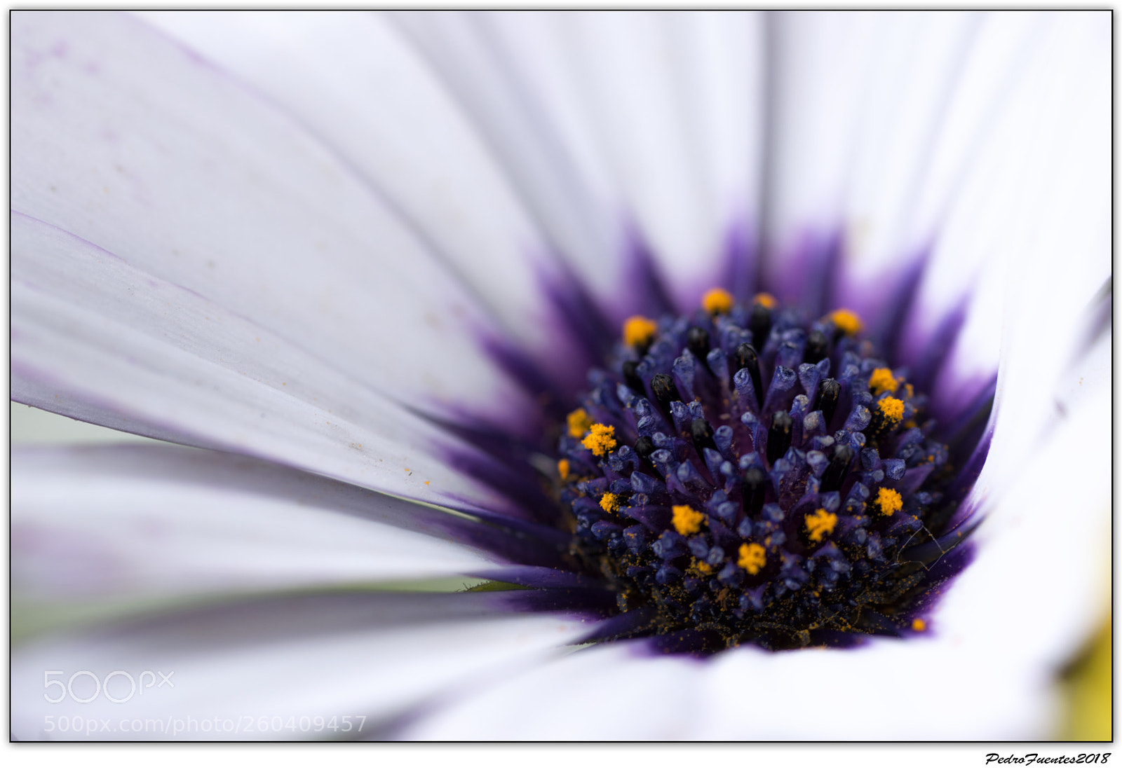 Nikon D3200 sample photo. Bluebell photography