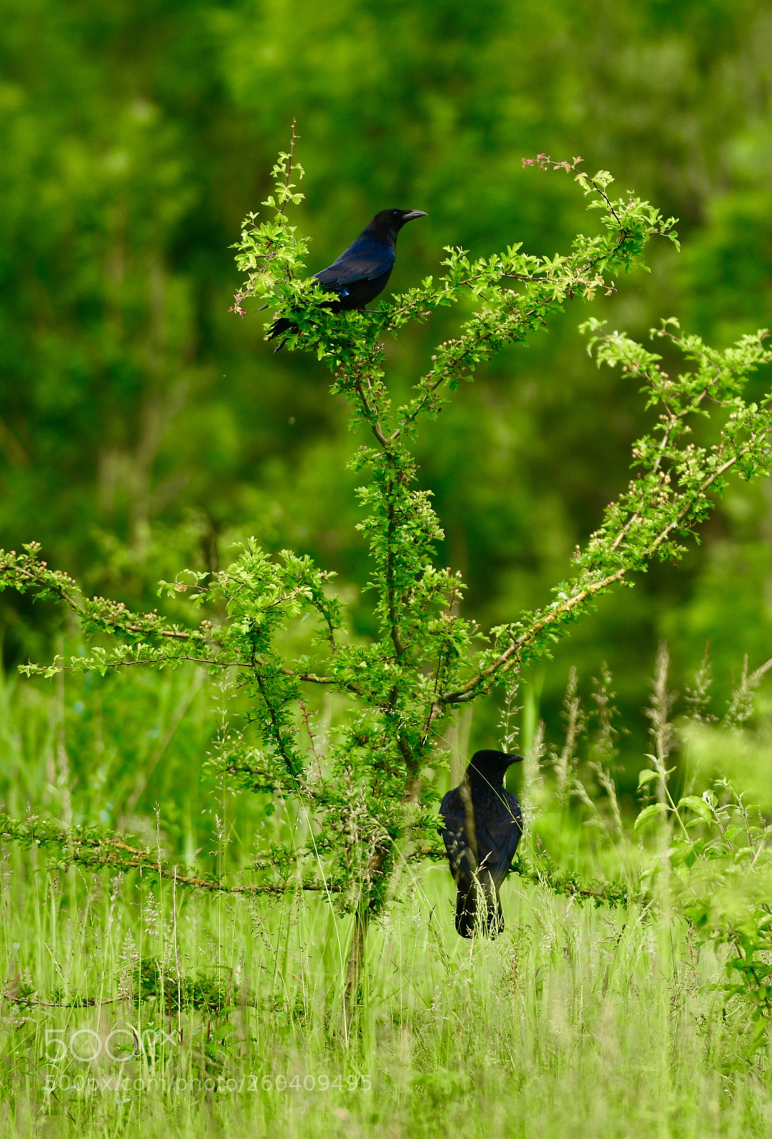 Nikon D850 sample photo. Ravens on a tree photography