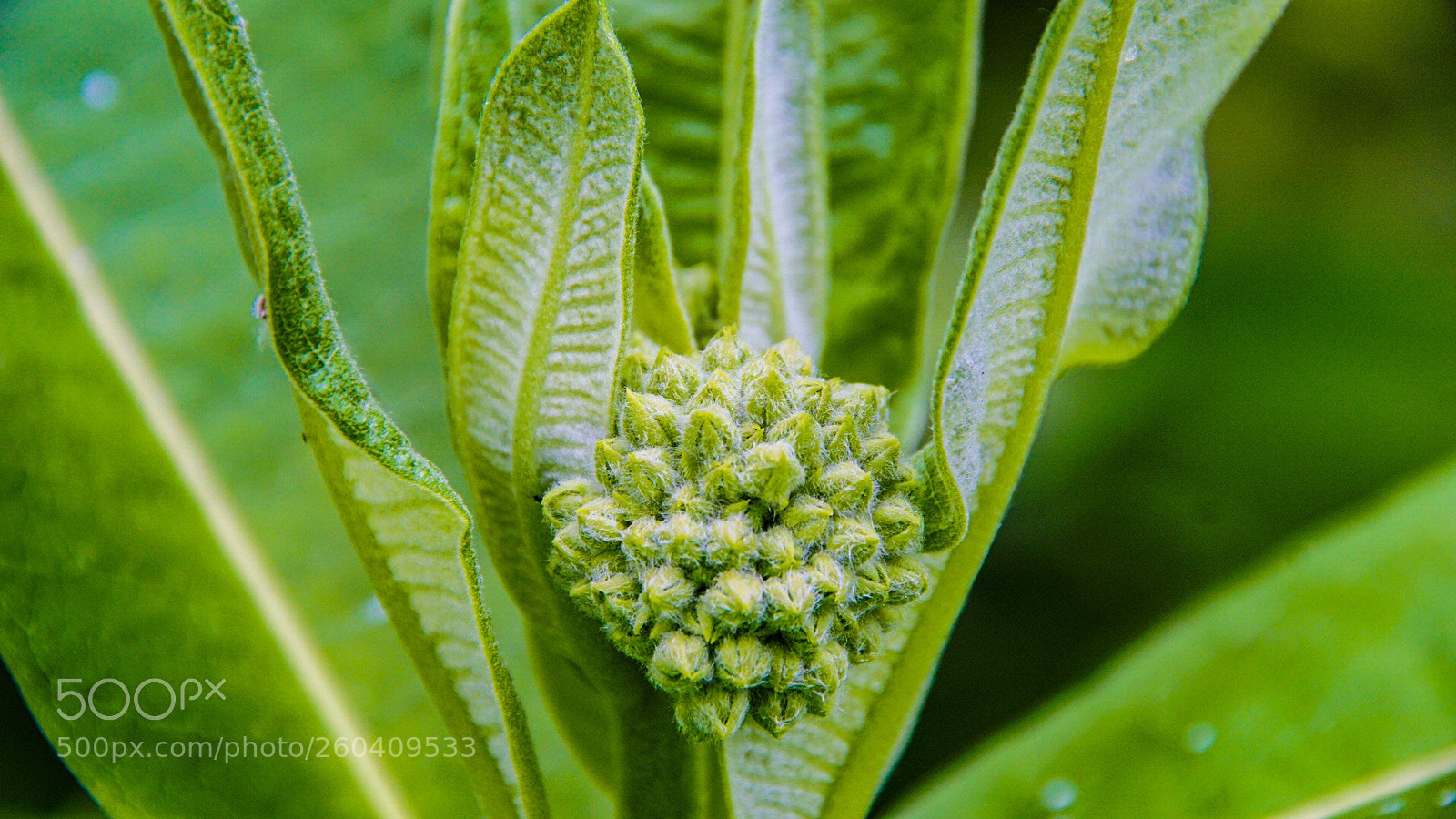 Sony a6000 sample photo. Milkweed before the bloom photography