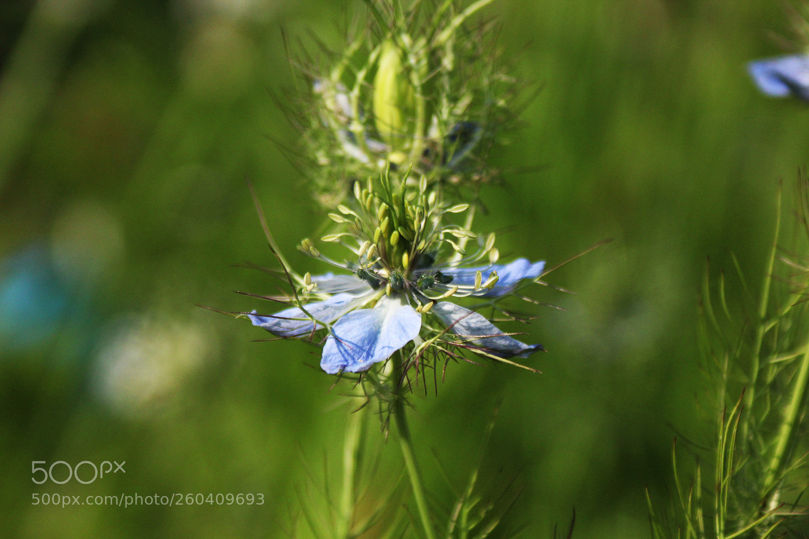 Canon EOS 1200D (EOS Rebel T5 / EOS Kiss X70 / EOS Hi) sample photo. Pure... photography