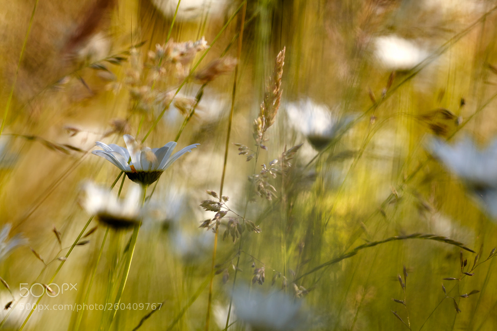 Canon EOS 5D Mark II sample photo. Wilderness photography
