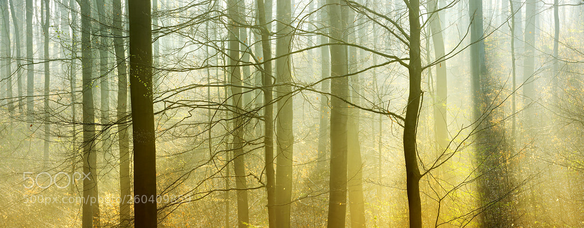 Nikon D800 sample photo. Forest wallpaper photography