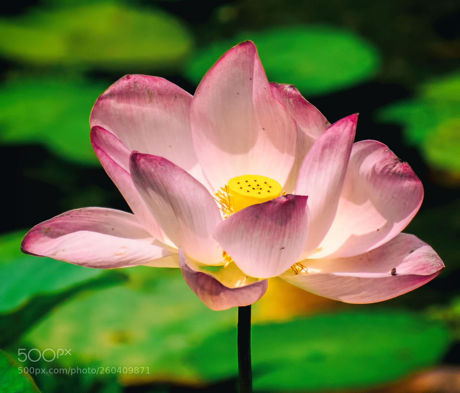 Nikon D5500 sample photo. Sacred lotus photography