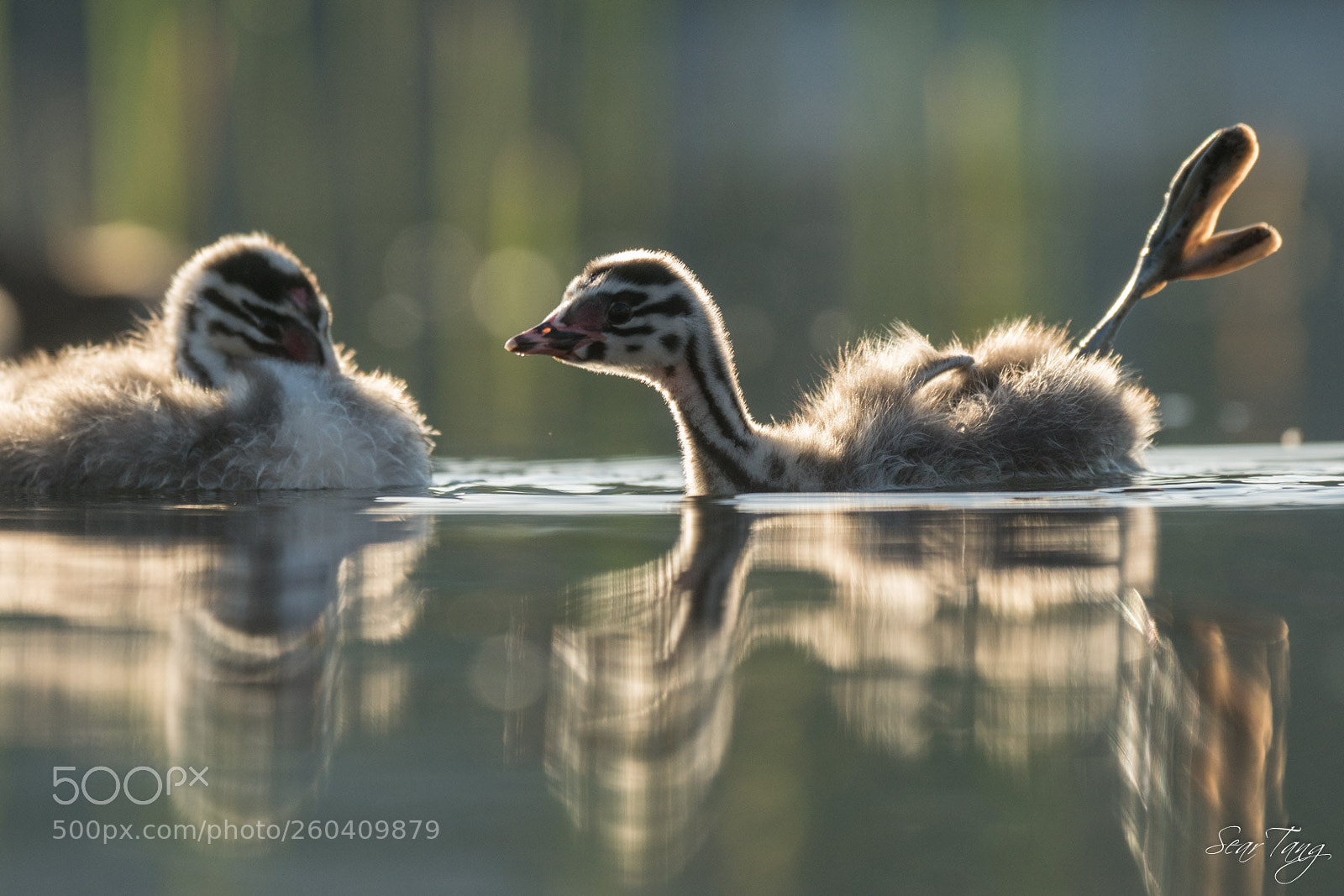 Sony ILCA-77M2 sample photo. Grebe great crested photography