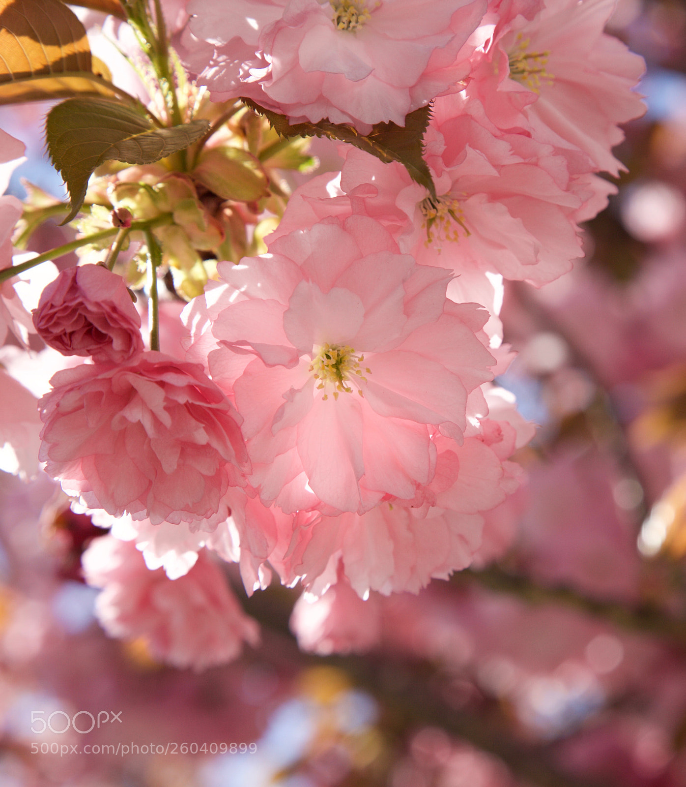 Canon EOS 5D Mark II sample photo. ❀ photography