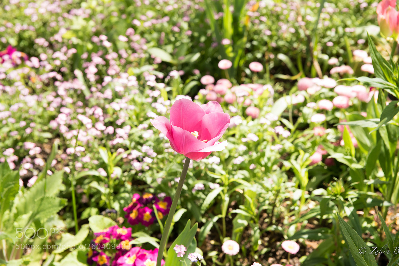 Nikon D750 sample photo. Flower photography