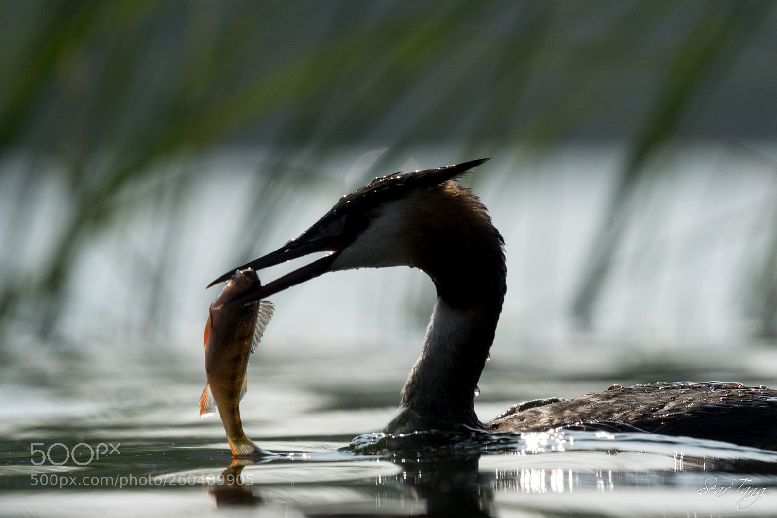 Sony ILCA-77M2 sample photo. Grebe great crested photography