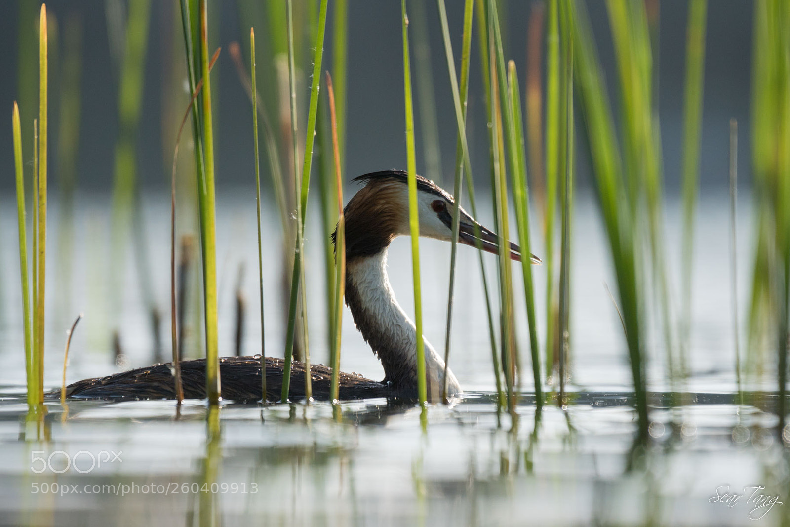 Sony ILCA-77M2 sample photo. Grebe great crested photography