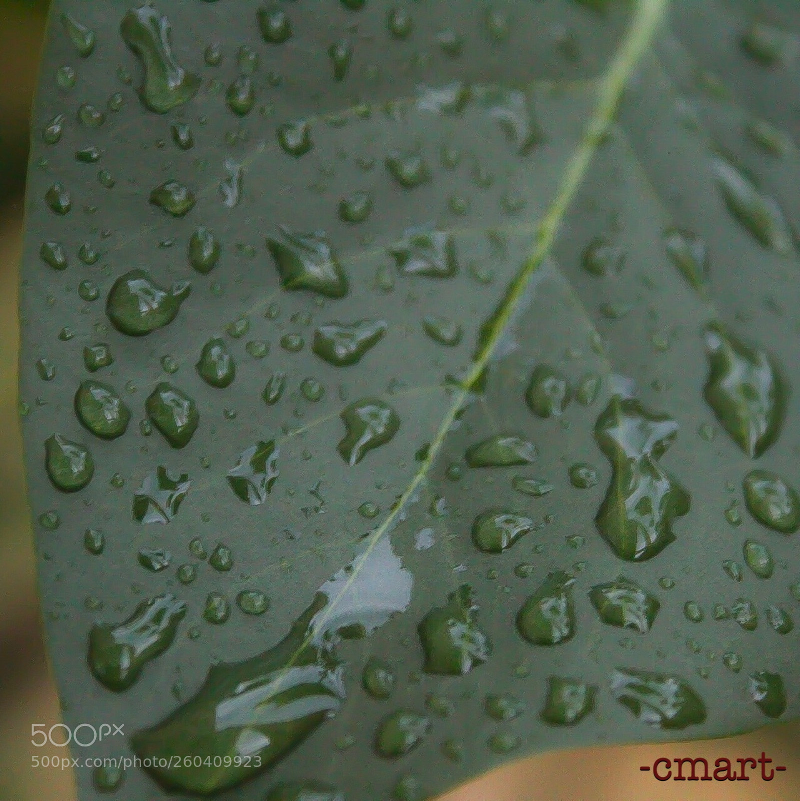 Canon EOS 1300D (EOS Rebel T6 / EOS Kiss X80) sample photo. Drops on leaf  photography
