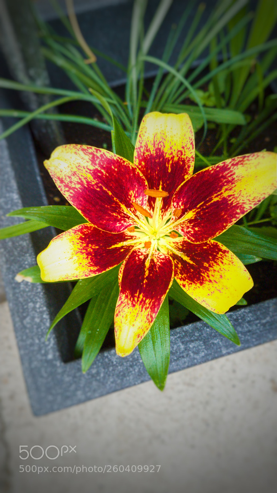 Samsung Galaxy S7 Edge sample photo. Flowerpower photography