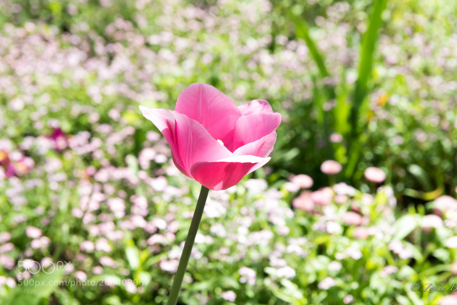 Nikon D750 sample photo. Flower photography
