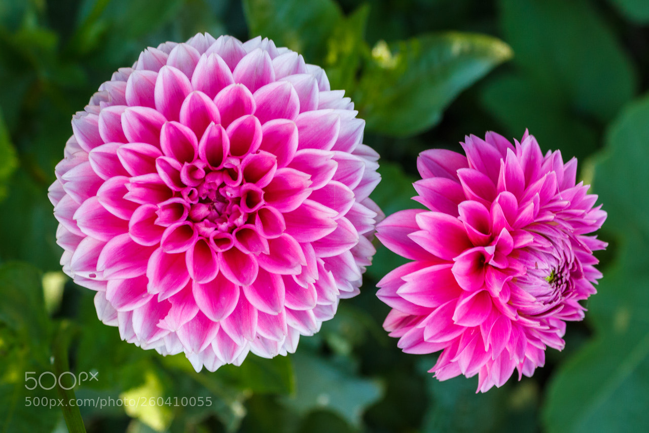 Canon EOS 600D (Rebel EOS T3i / EOS Kiss X5) sample photo. Dahlia photography