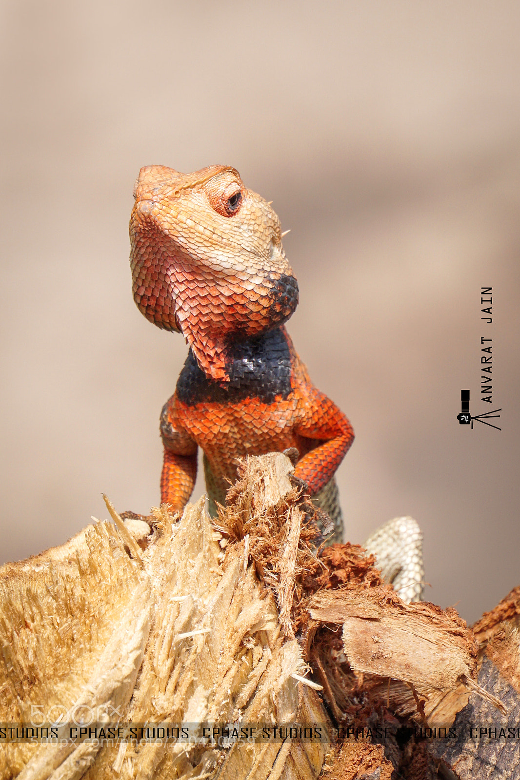 Sony a6000 sample photo. Red chameleon photography