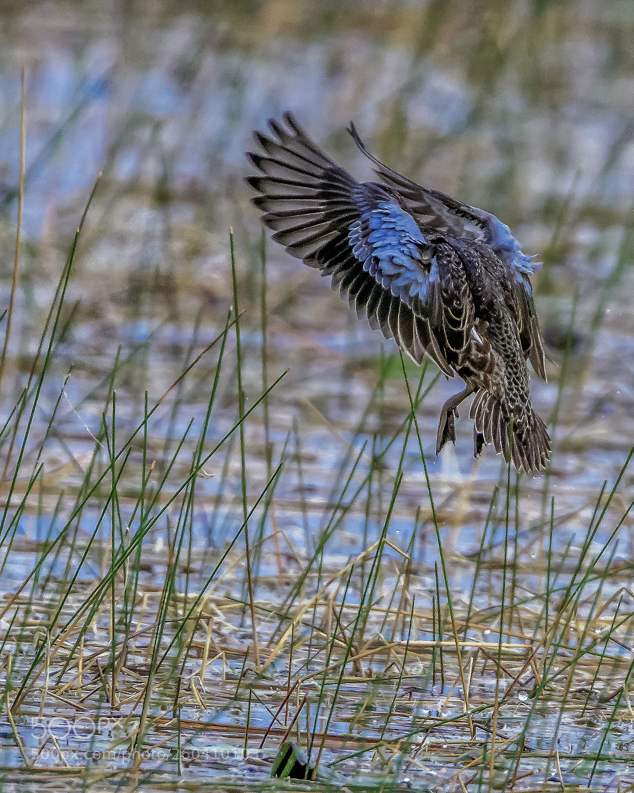 Nikon D500 sample photo. Blue-winged teal photography