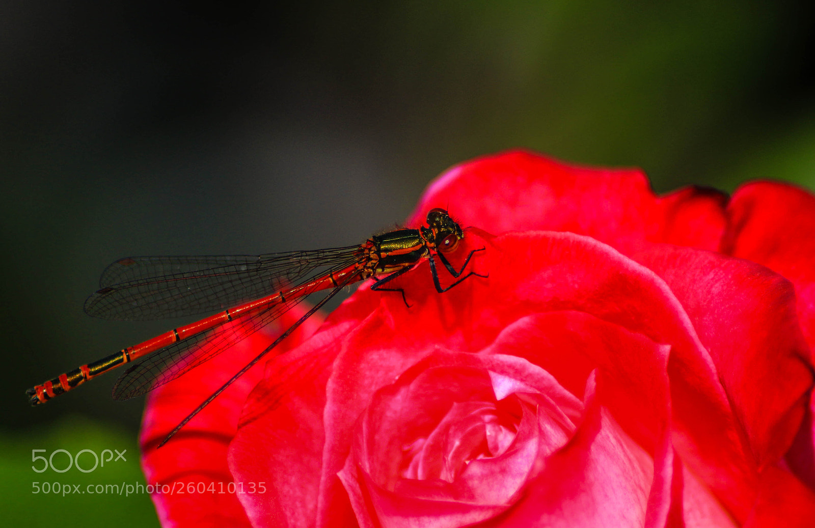Canon EOS 70D sample photo. Img photography