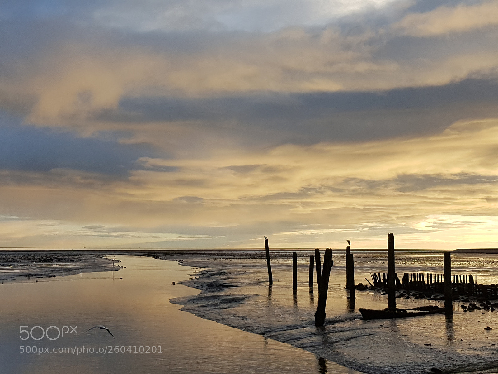 Samsung Galaxy S7 sample photo. Texel photography