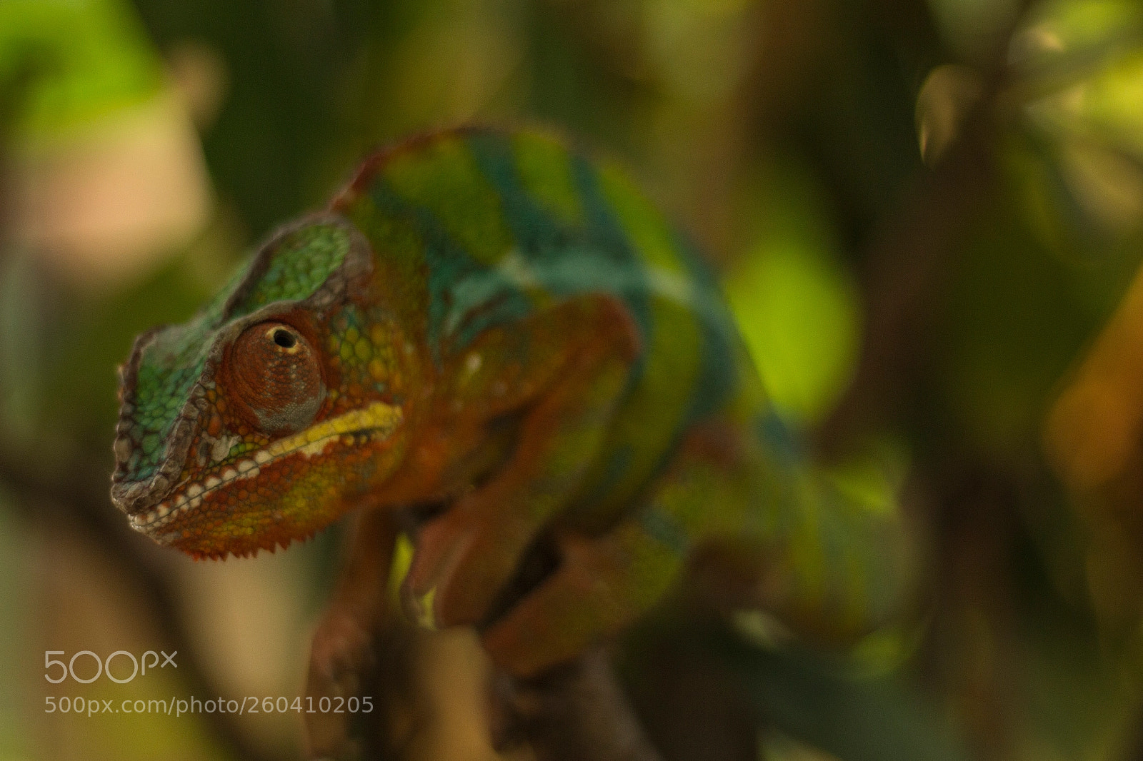 Canon EOS 700D (EOS Rebel T5i / EOS Kiss X7i) sample photo. Chameleon photography