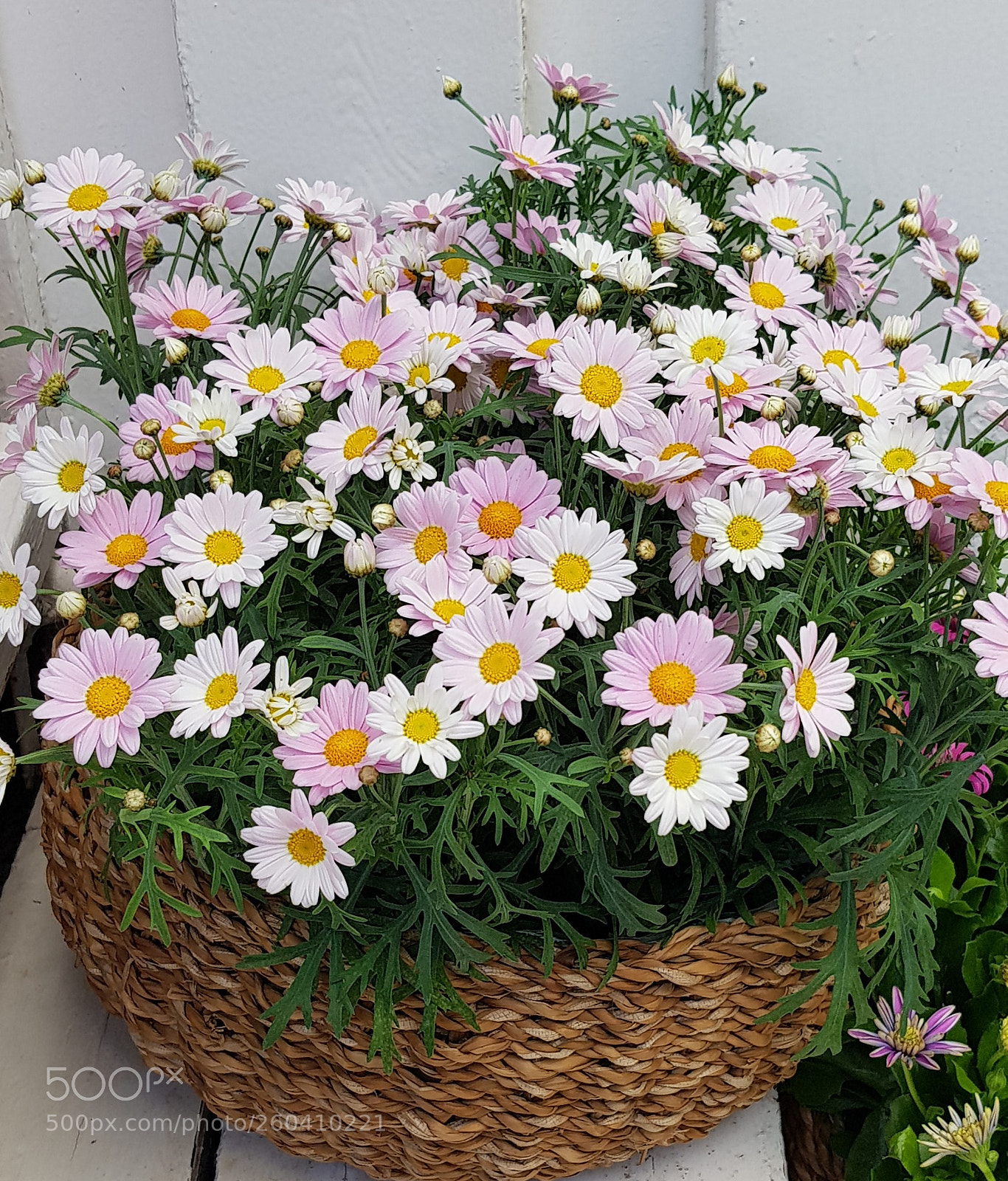 Samsung Galaxy S8 sample photo. Spanish margarites photography