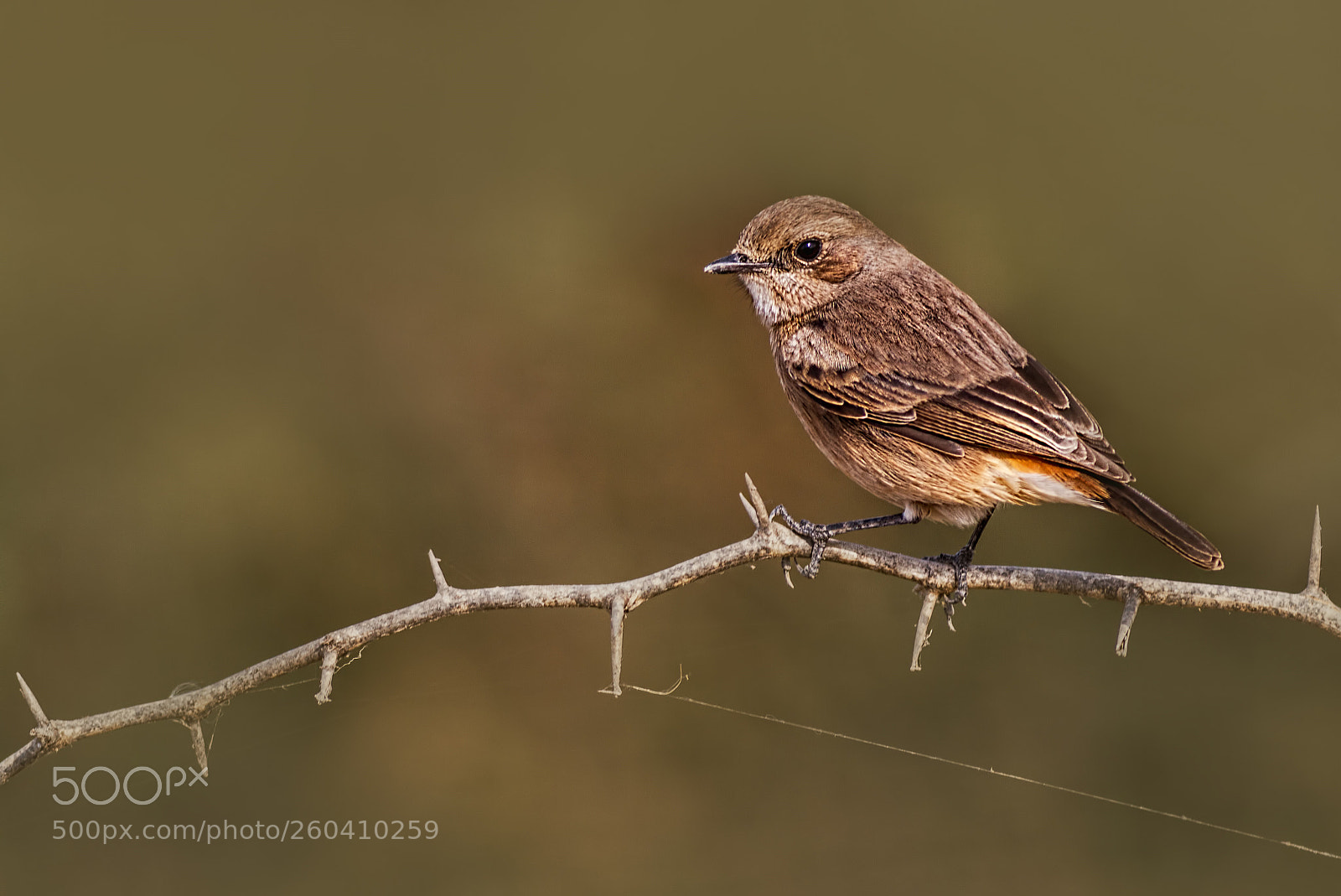 Canon EOS 7D sample photo. Pied bushchat female... photography