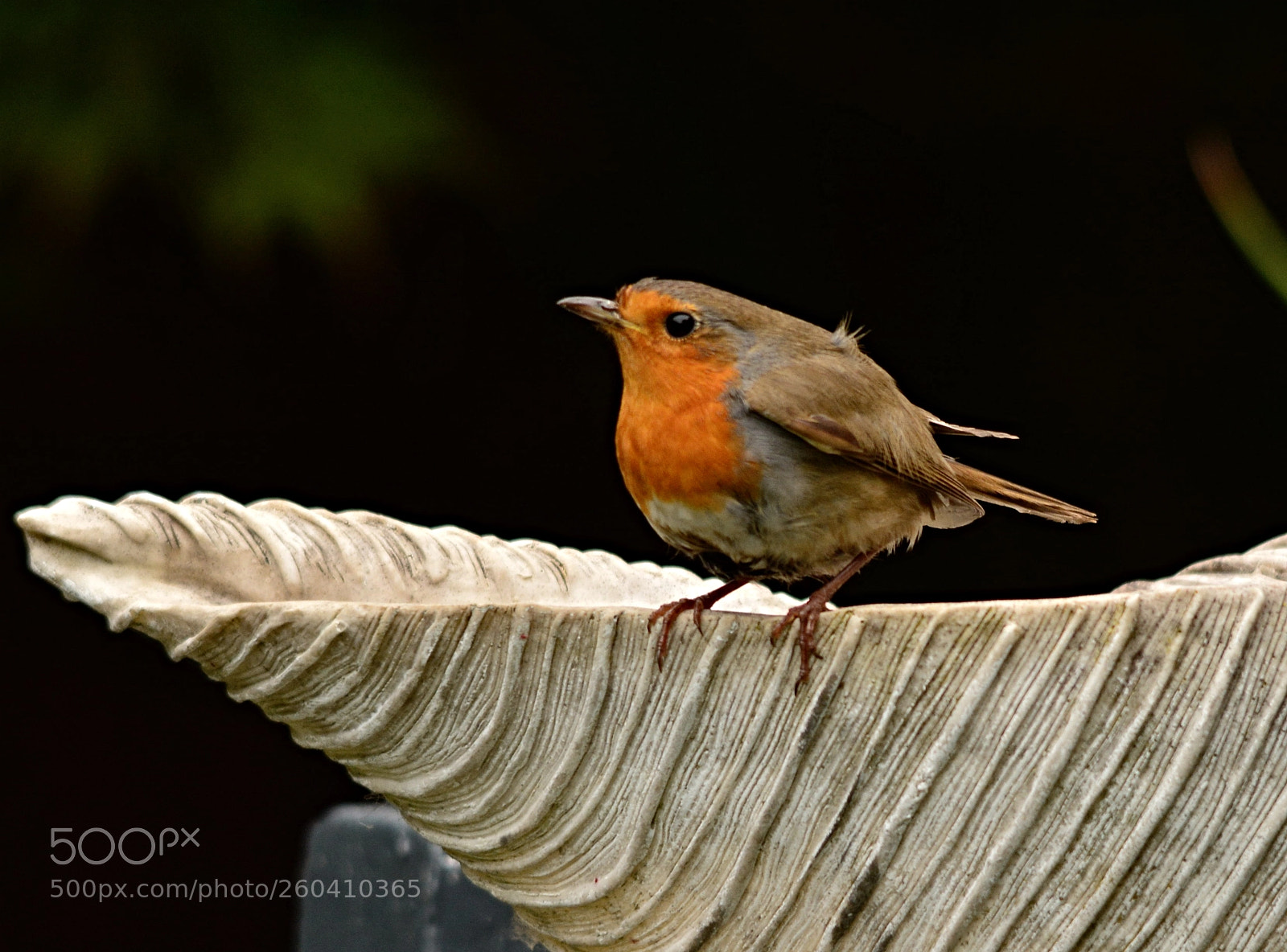 Nikon D7100 sample photo. Rotkehlchen photography
