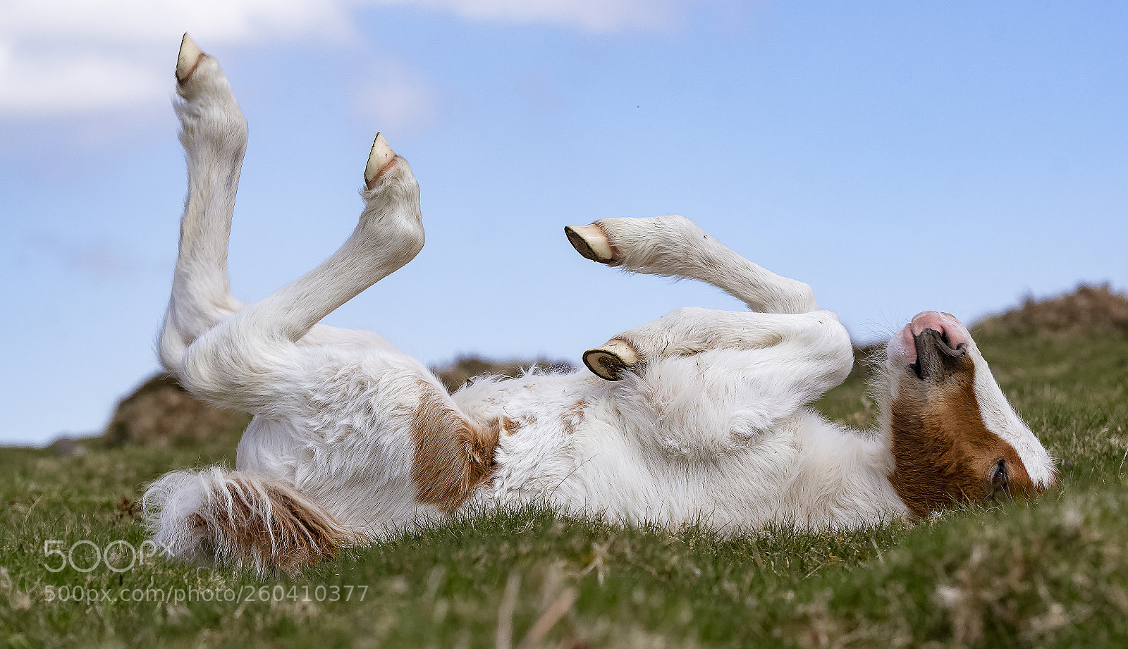 Nikon D500 sample photo. Dartmoor foal photography