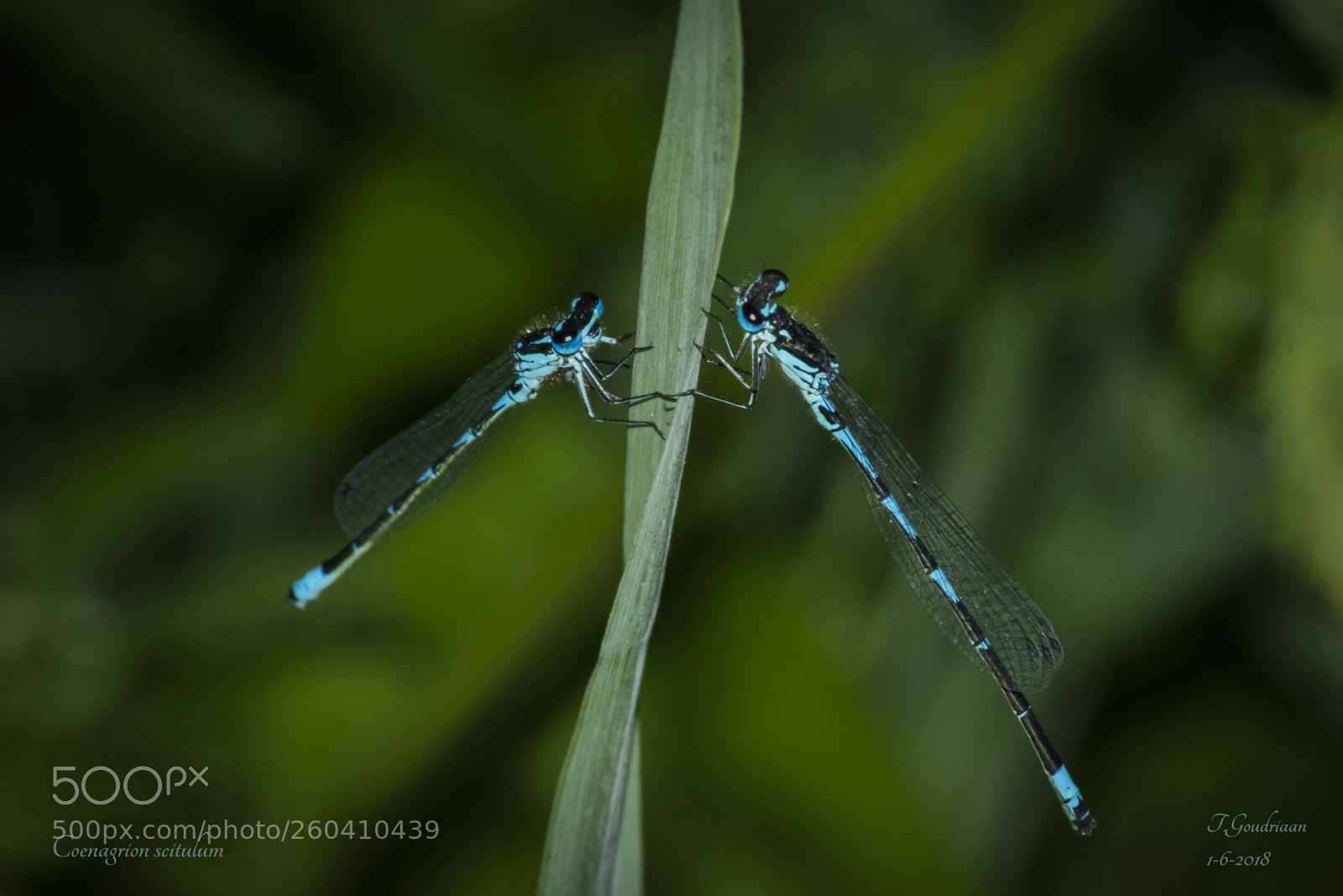 Nikon D5300 sample photo. Dragonfly mirror photography