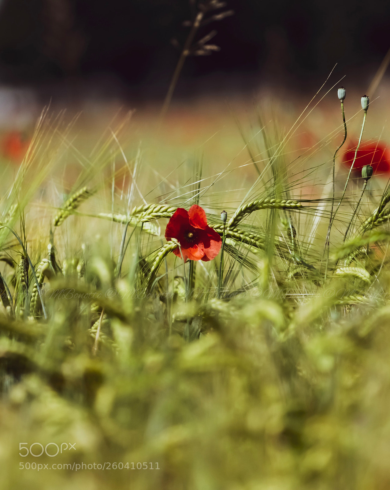 Canon EOS 80D sample photo. Wheat  photography