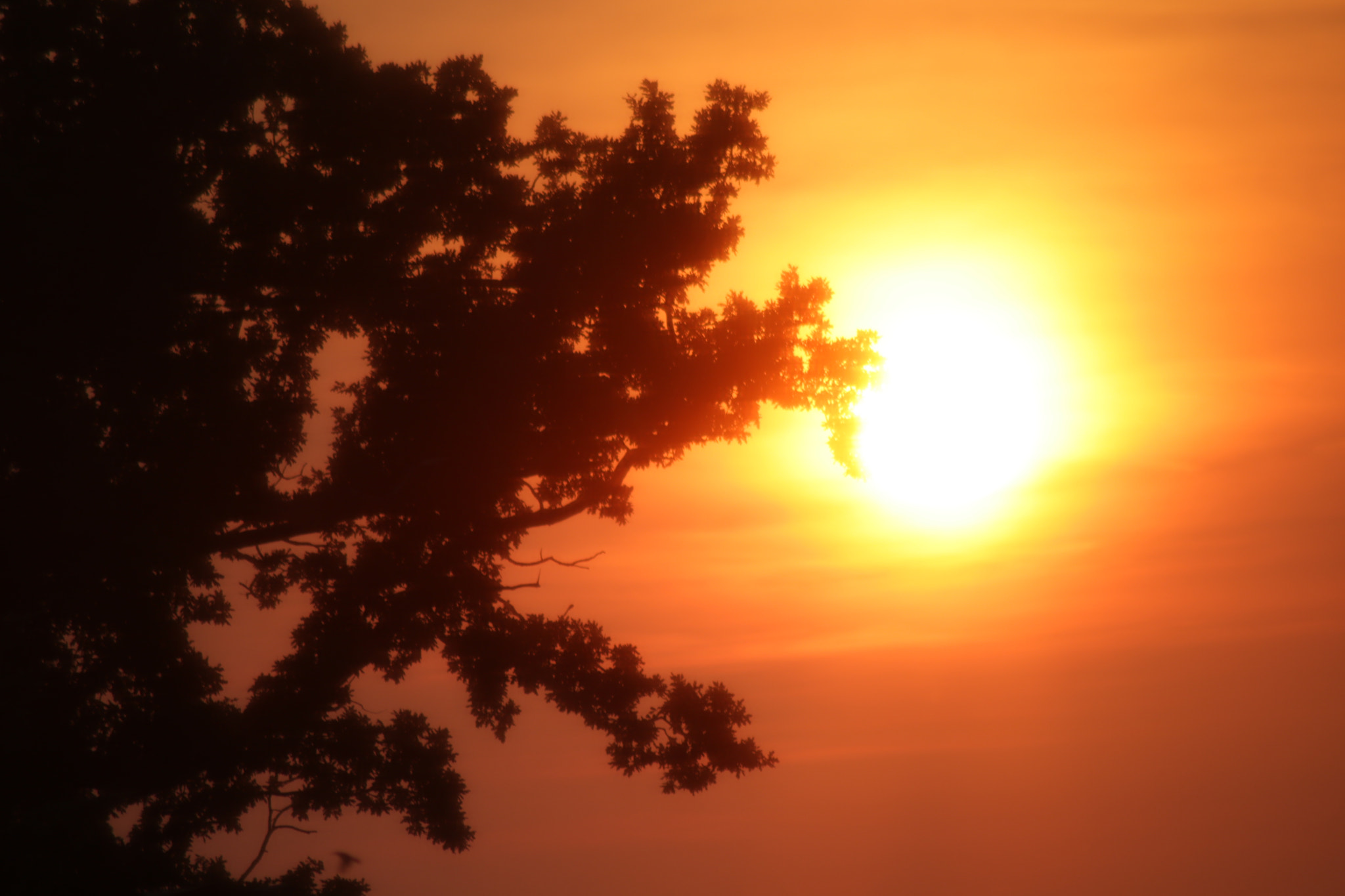 Canon EOS 750D (EOS Rebel T6i / EOS Kiss X8i) sample photo. Shadowtree photography