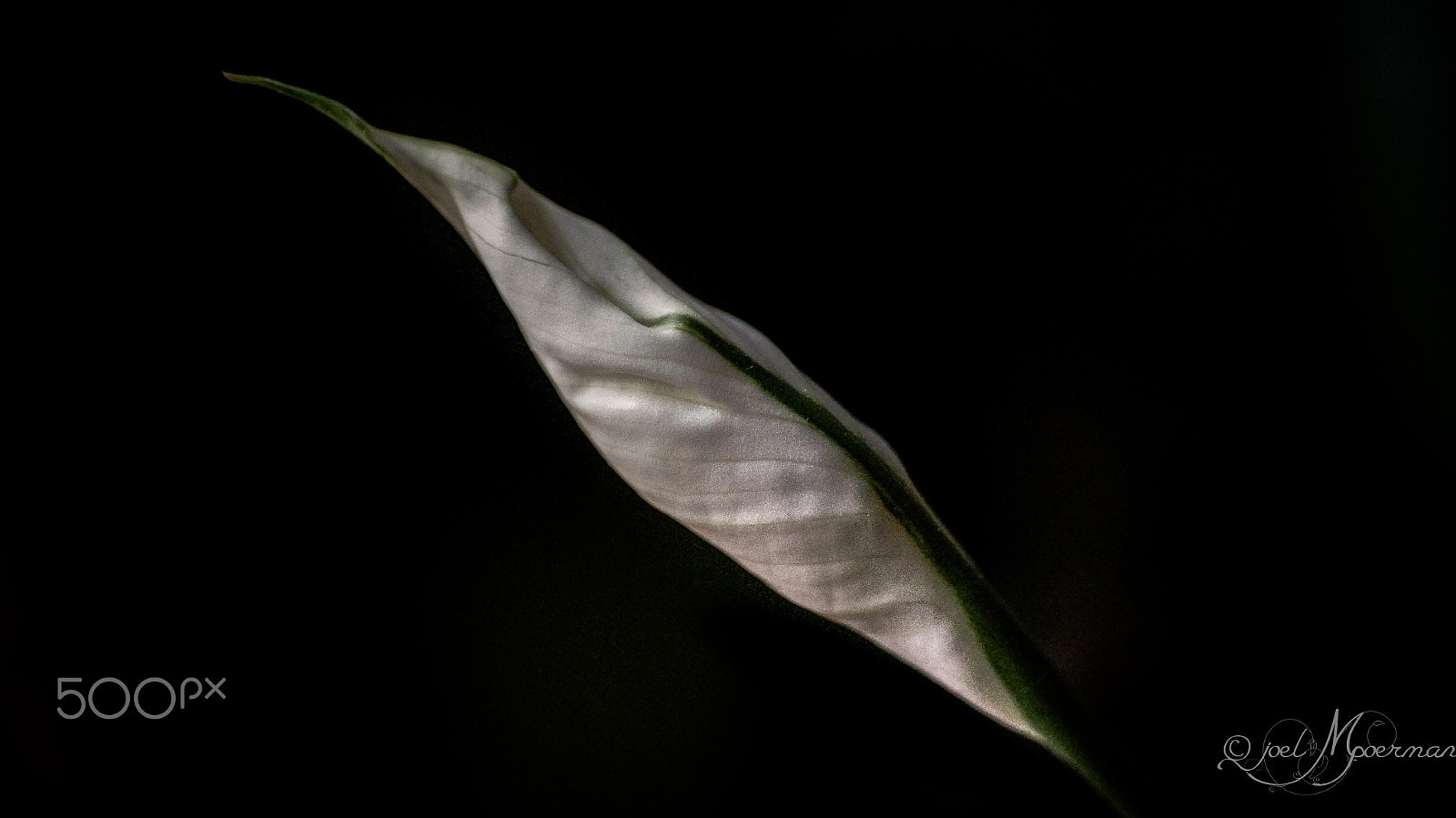 Sony SLT-A57 sample photo. Flower ! photography