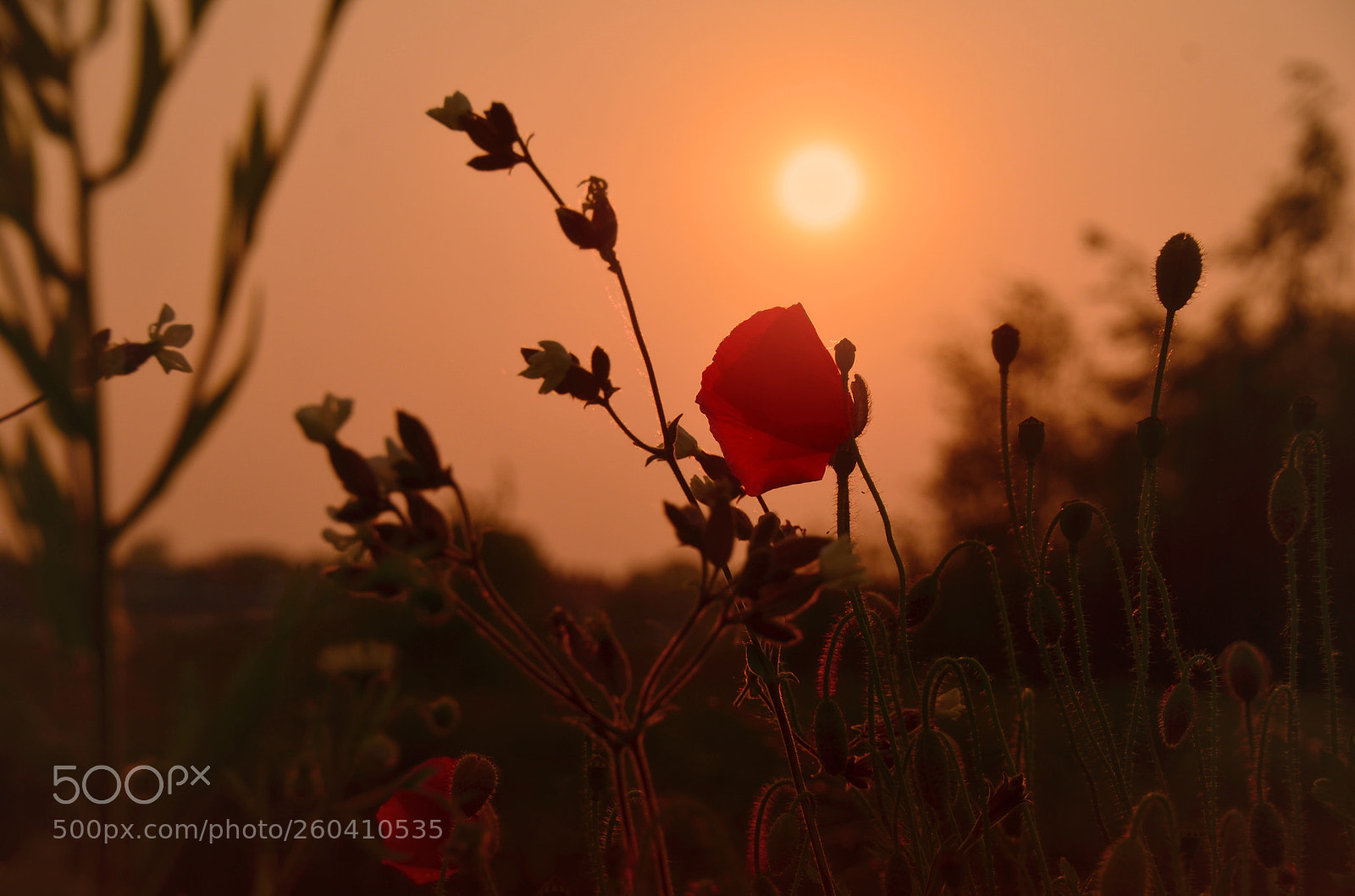 Nikon D7000 sample photo. Poppy sunset photography