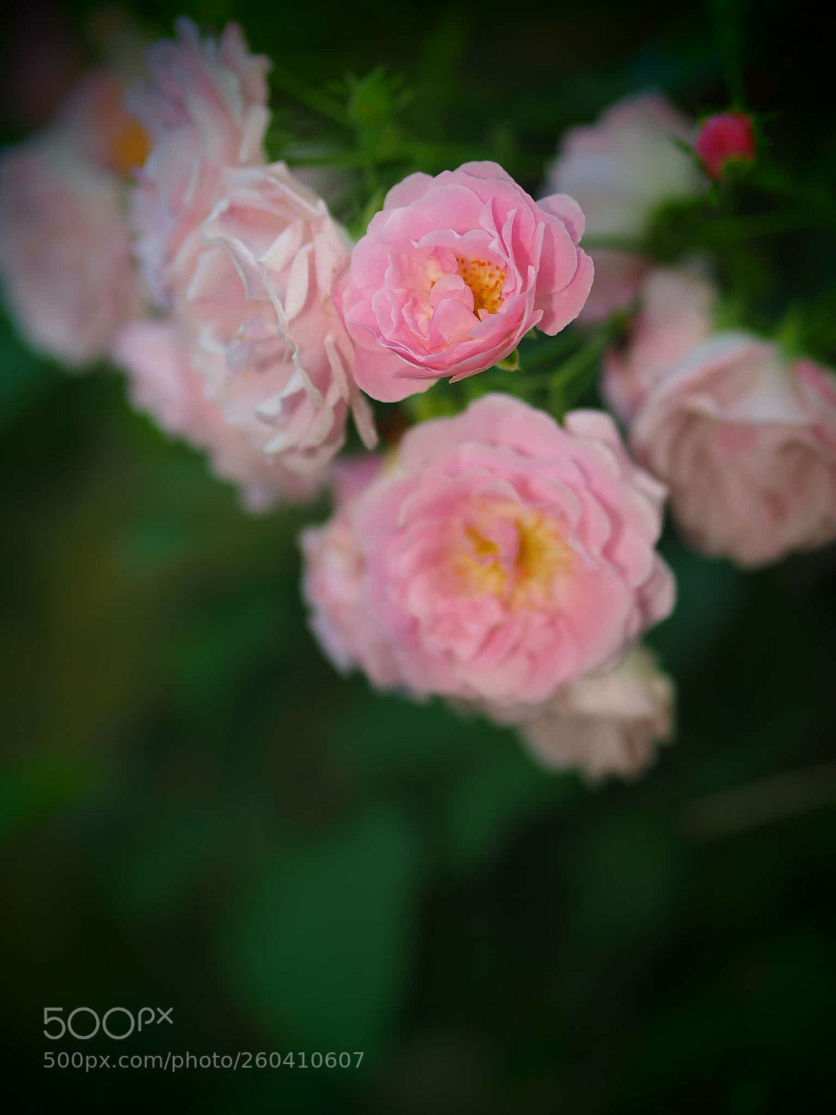 Olympus OM-D E-M1 sample photo. Untitled photography