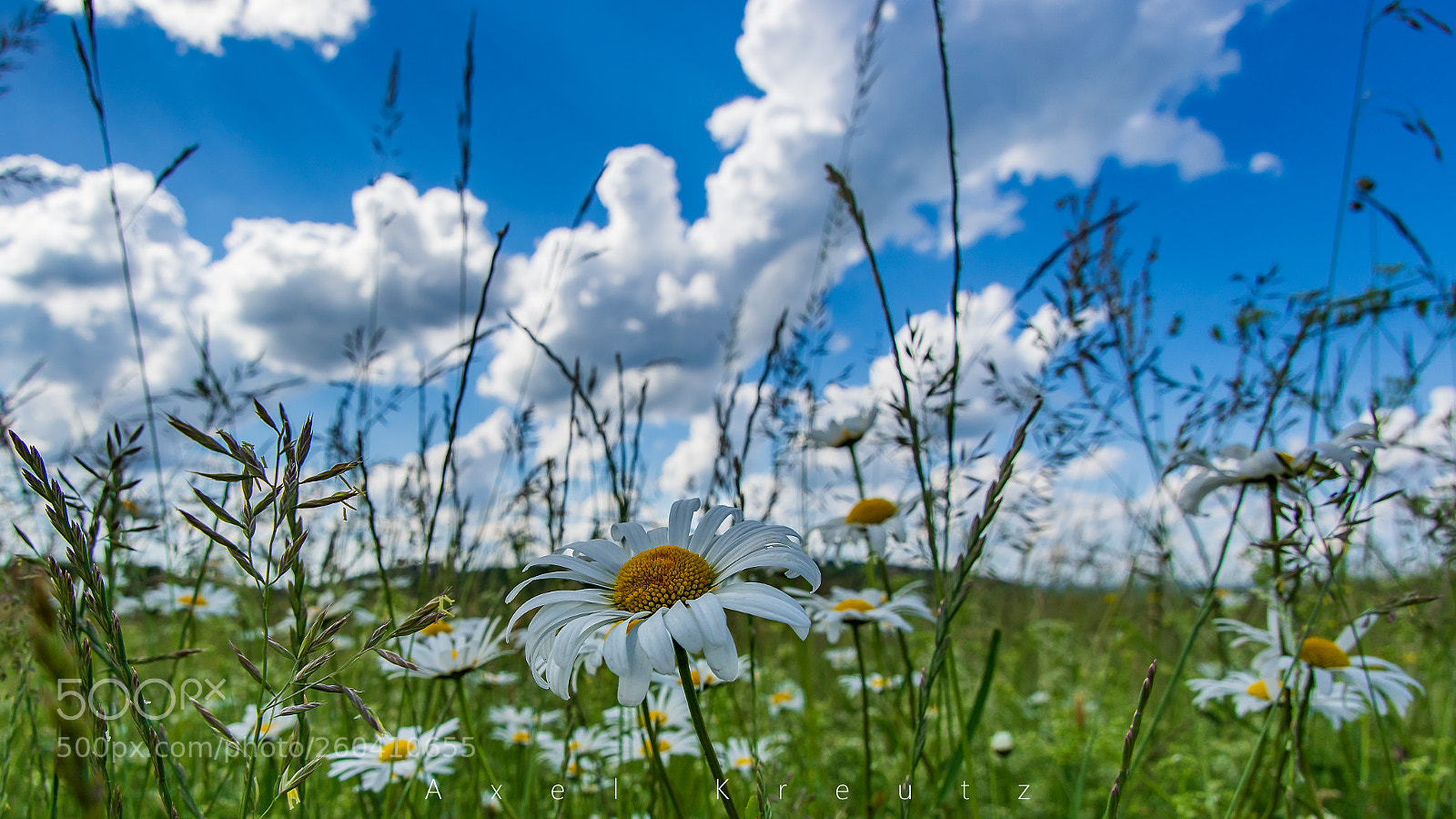 Pentax K-3 II sample photo. Summerfeeling photography