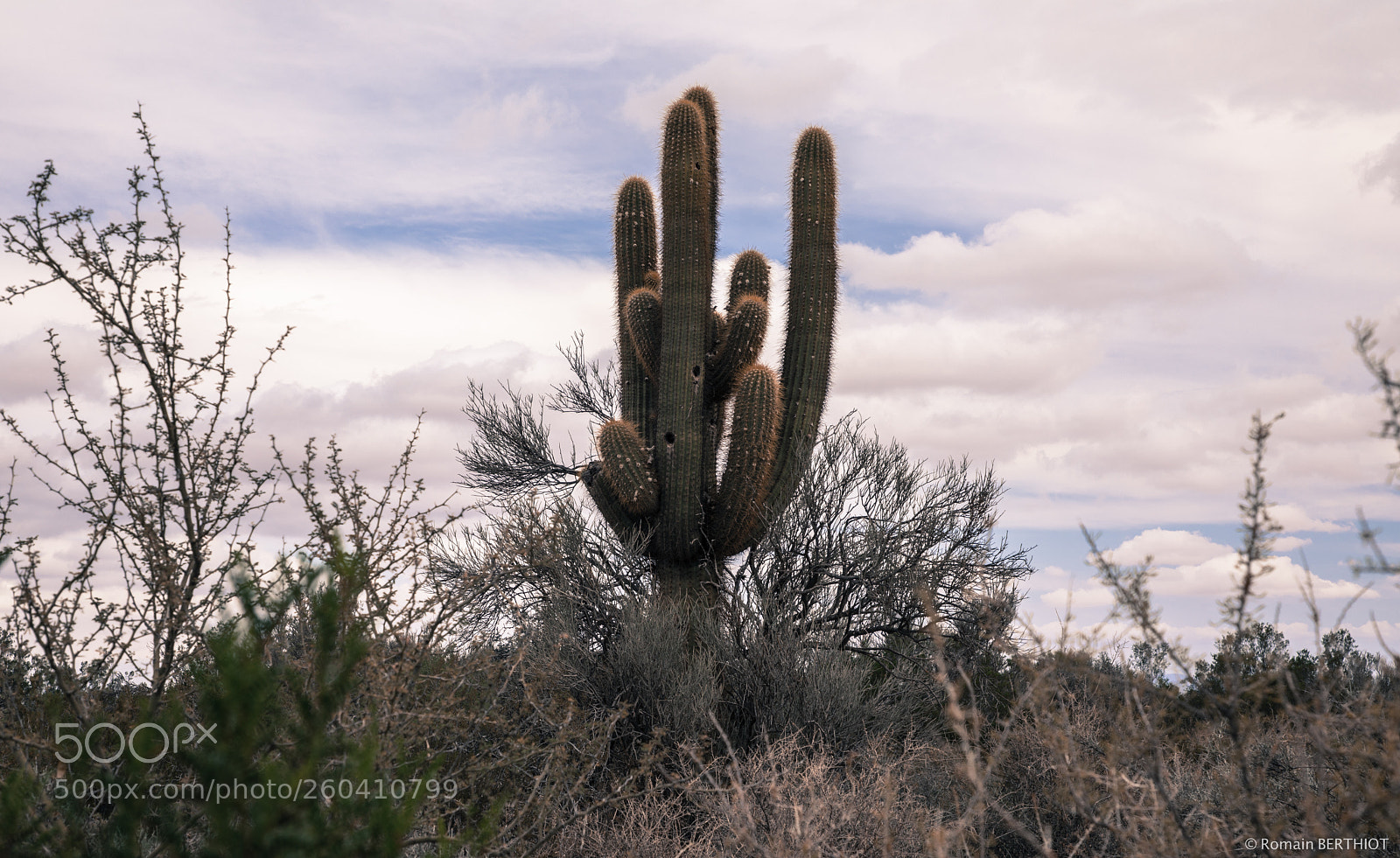 Canon EOS 5D Mark IV sample photo. Argentine photography
