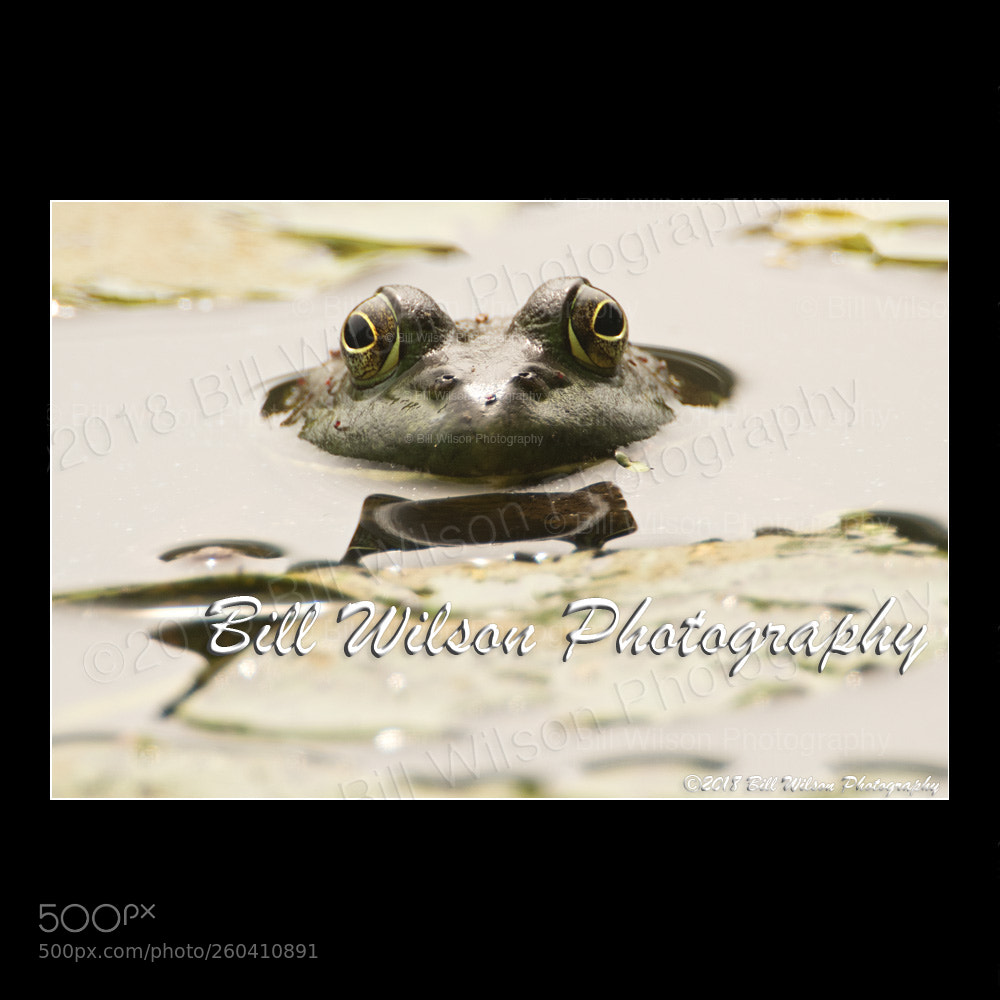 Nikon D500 sample photo. Frog photography