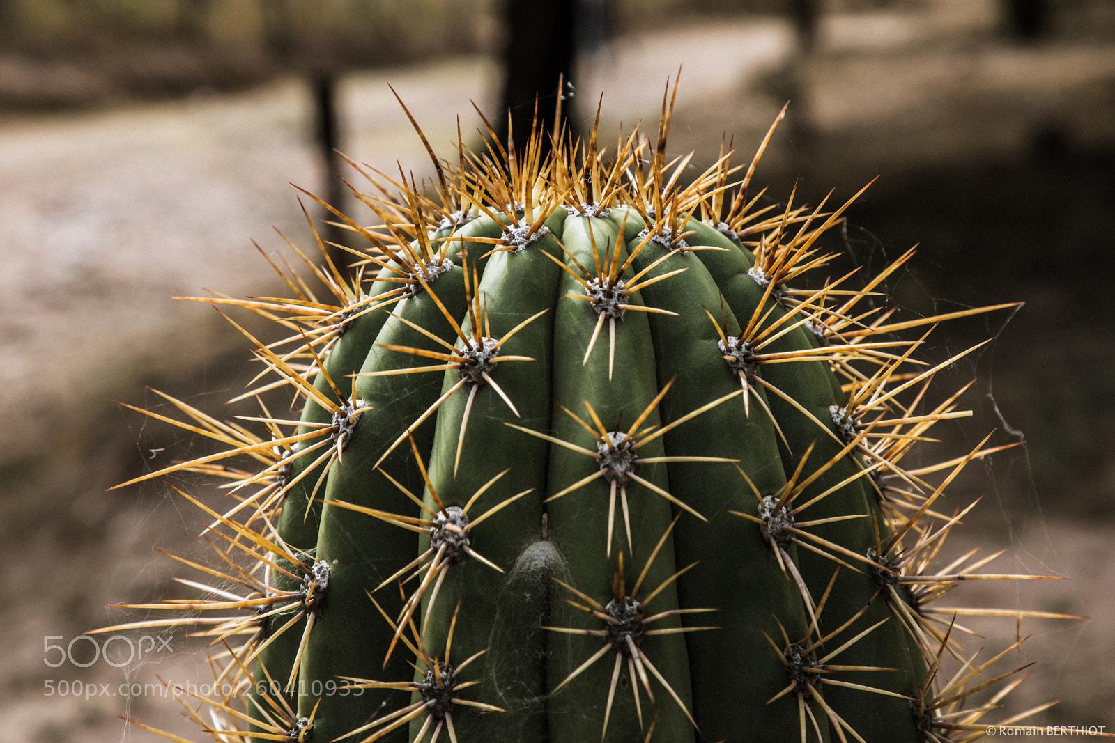 Canon EOS 5D Mark IV sample photo. Argentine photography