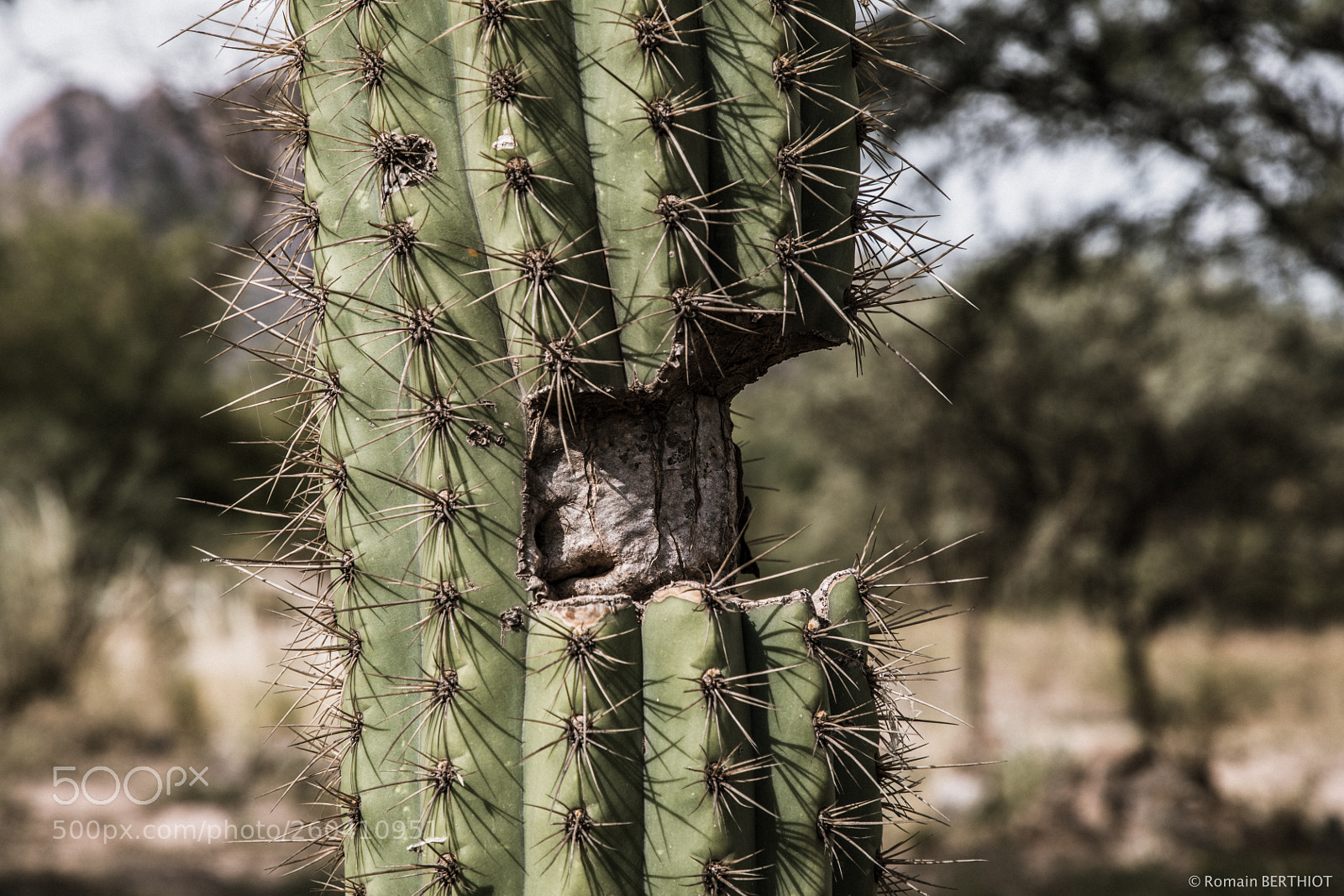 Canon EOS 5D Mark IV sample photo. Argentine photography