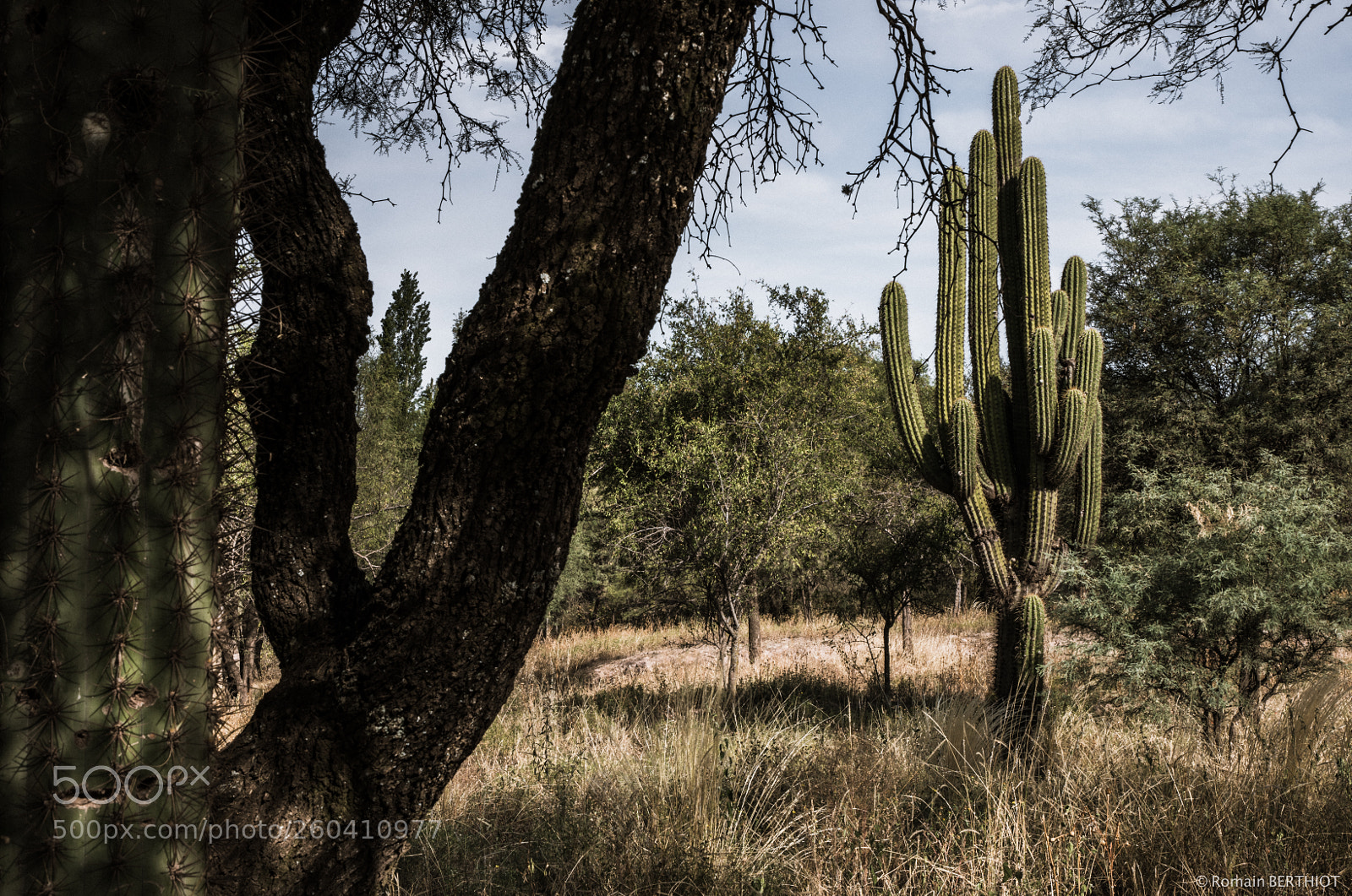 Canon EOS 5D Mark IV sample photo. Argentine photography