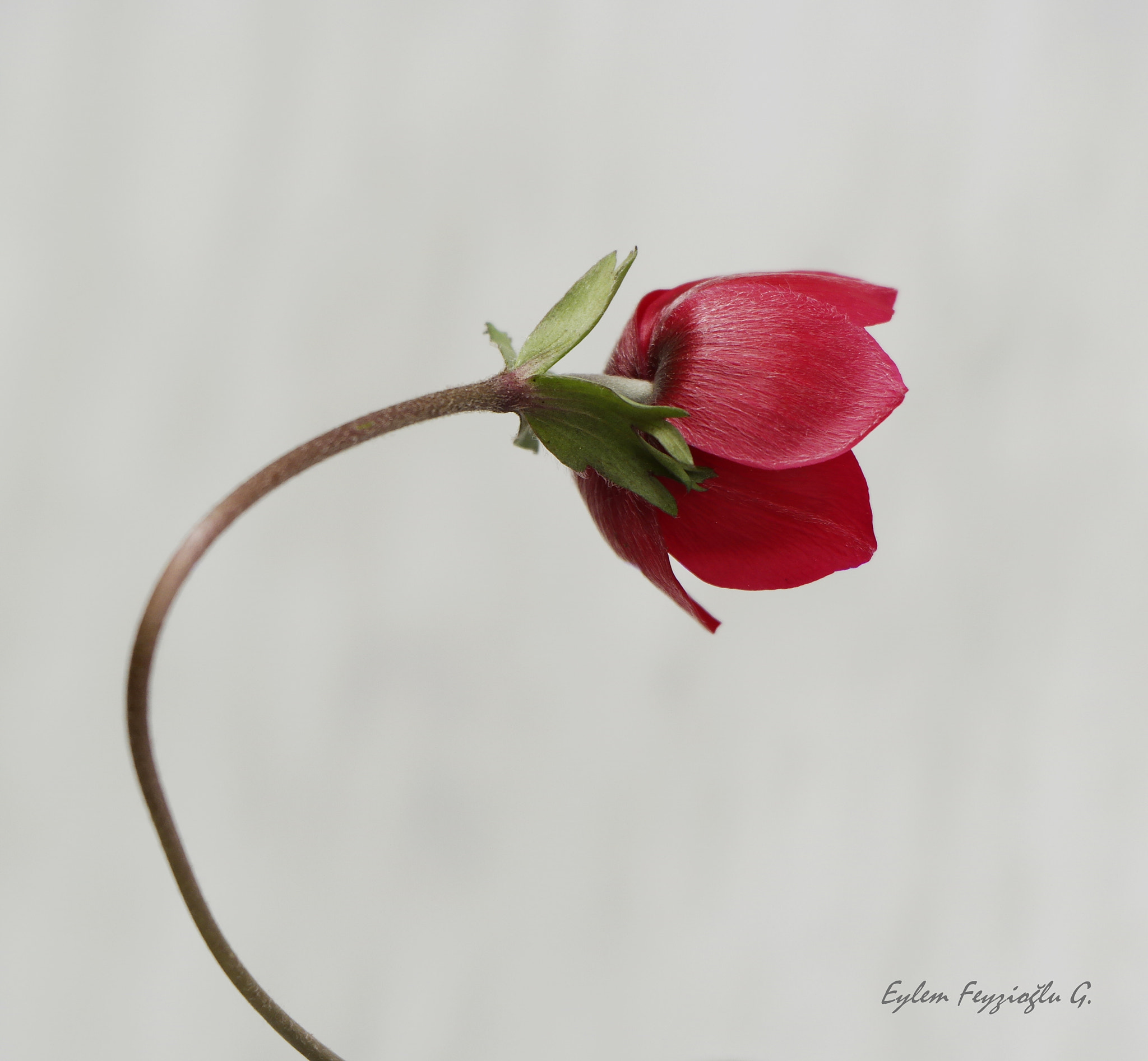 Samsung NX2000 sample photo. Red anemone photography