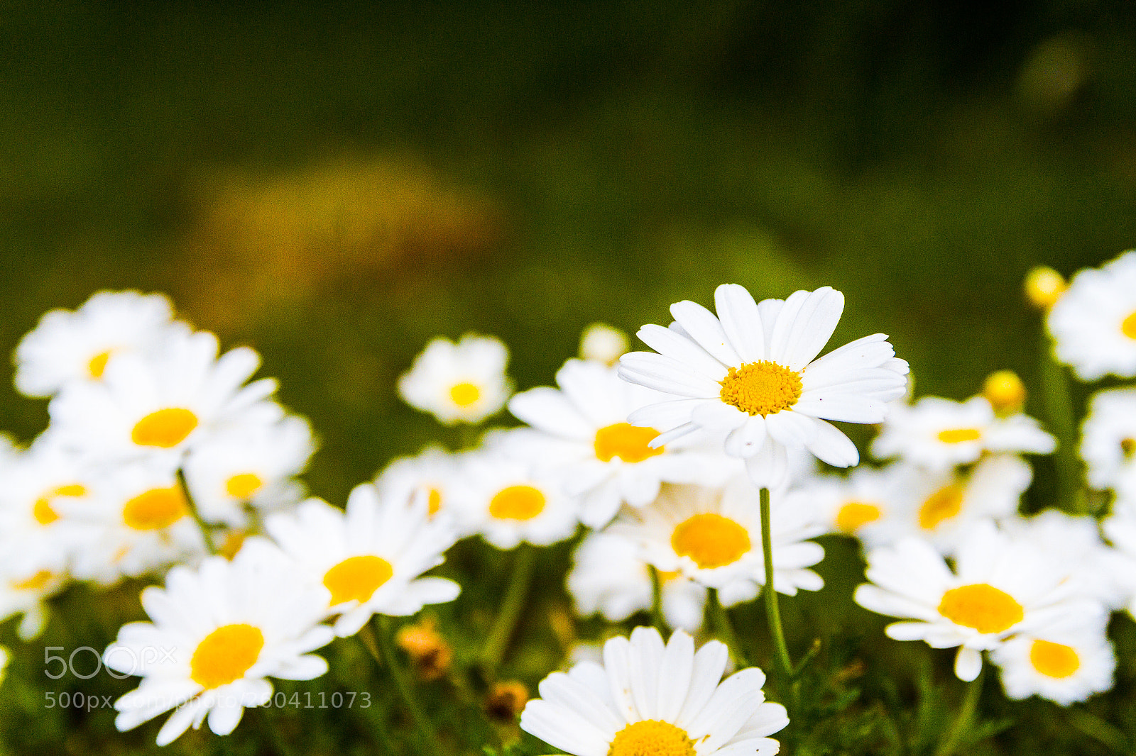 Canon EOS 7D sample photo. Spring photography