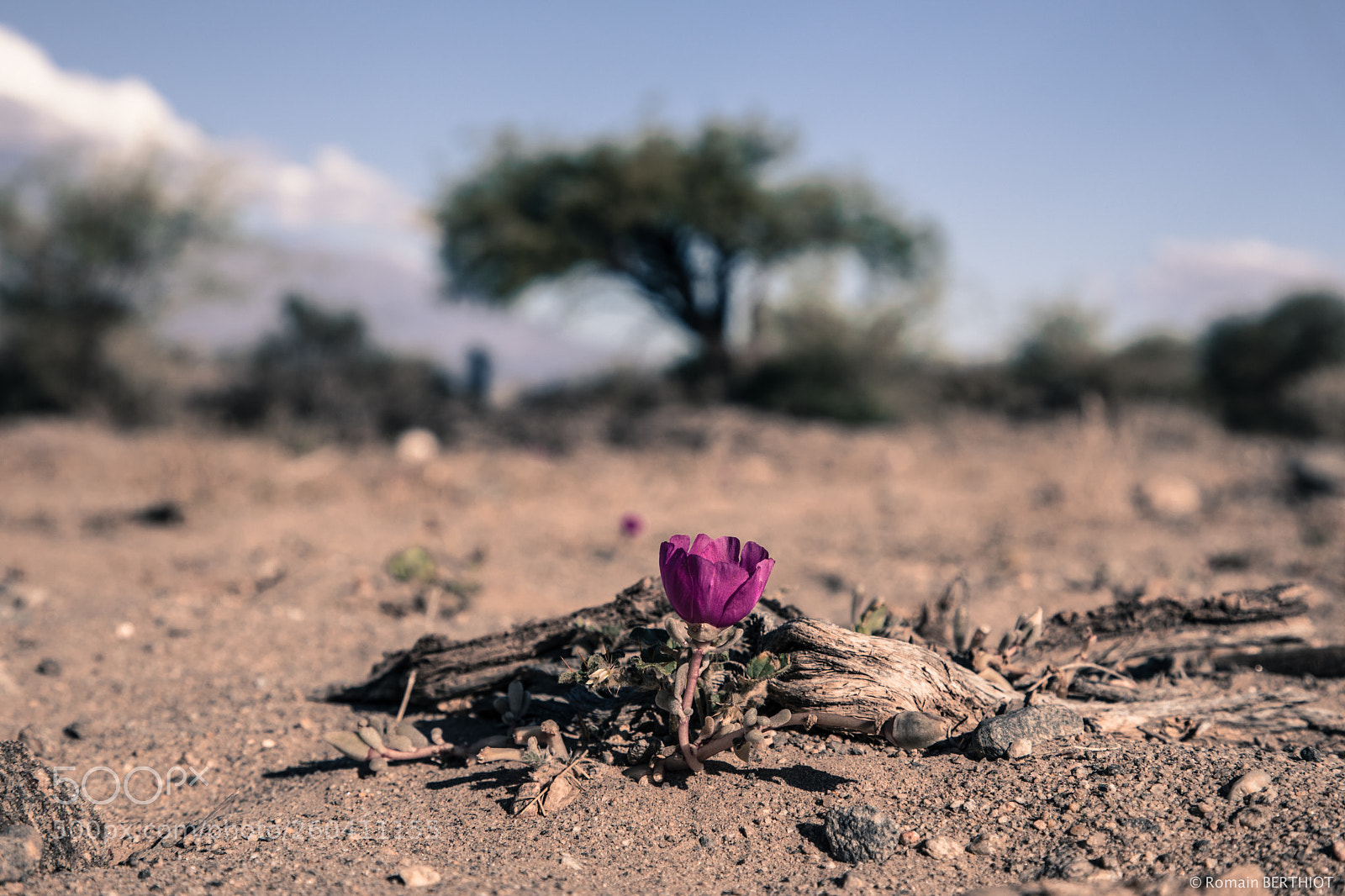 Canon EOS 5D Mark IV sample photo. Argentine photography
