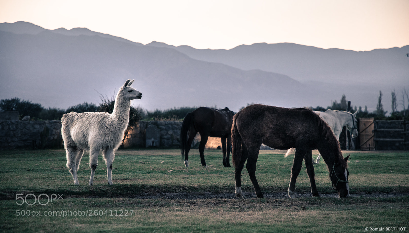 Canon EOS 5D Mark IV sample photo. Argentine photography
