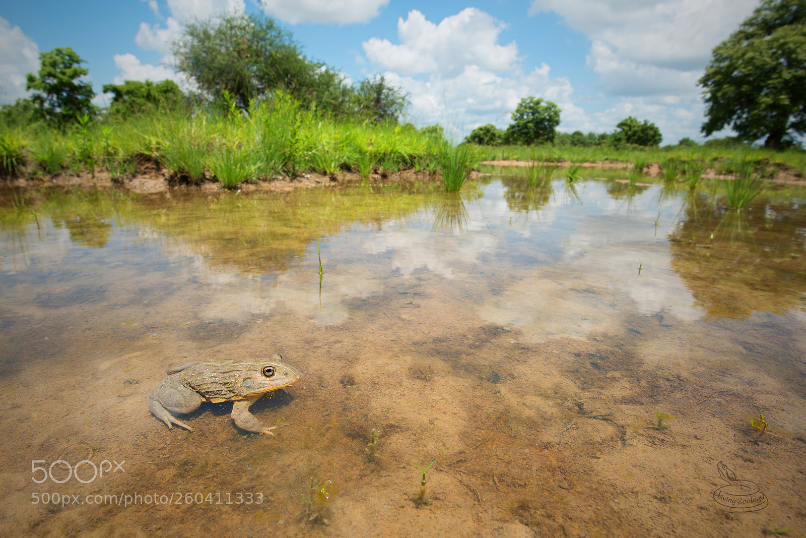 Nikon D750 sample photo. Edible bullfrog (pyxicephalus edulis) photography