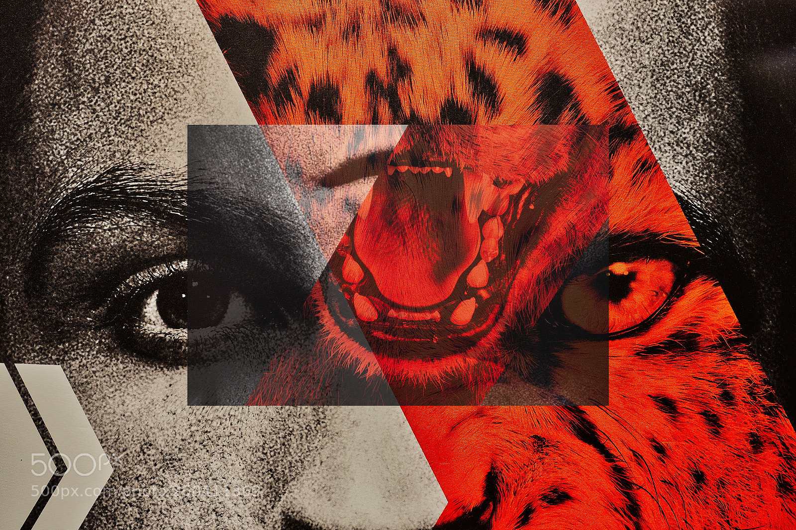 Olympus OM-D E-M5 II sample photo. The lion head photography