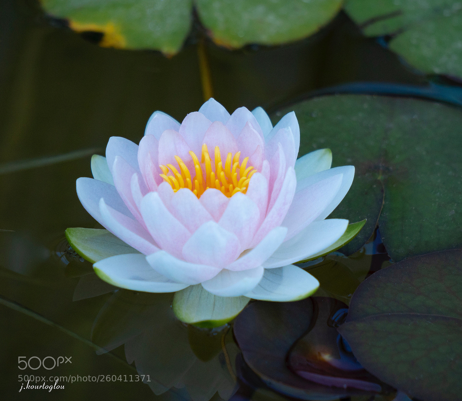 Sony a6500 sample photo. Water lily  photography