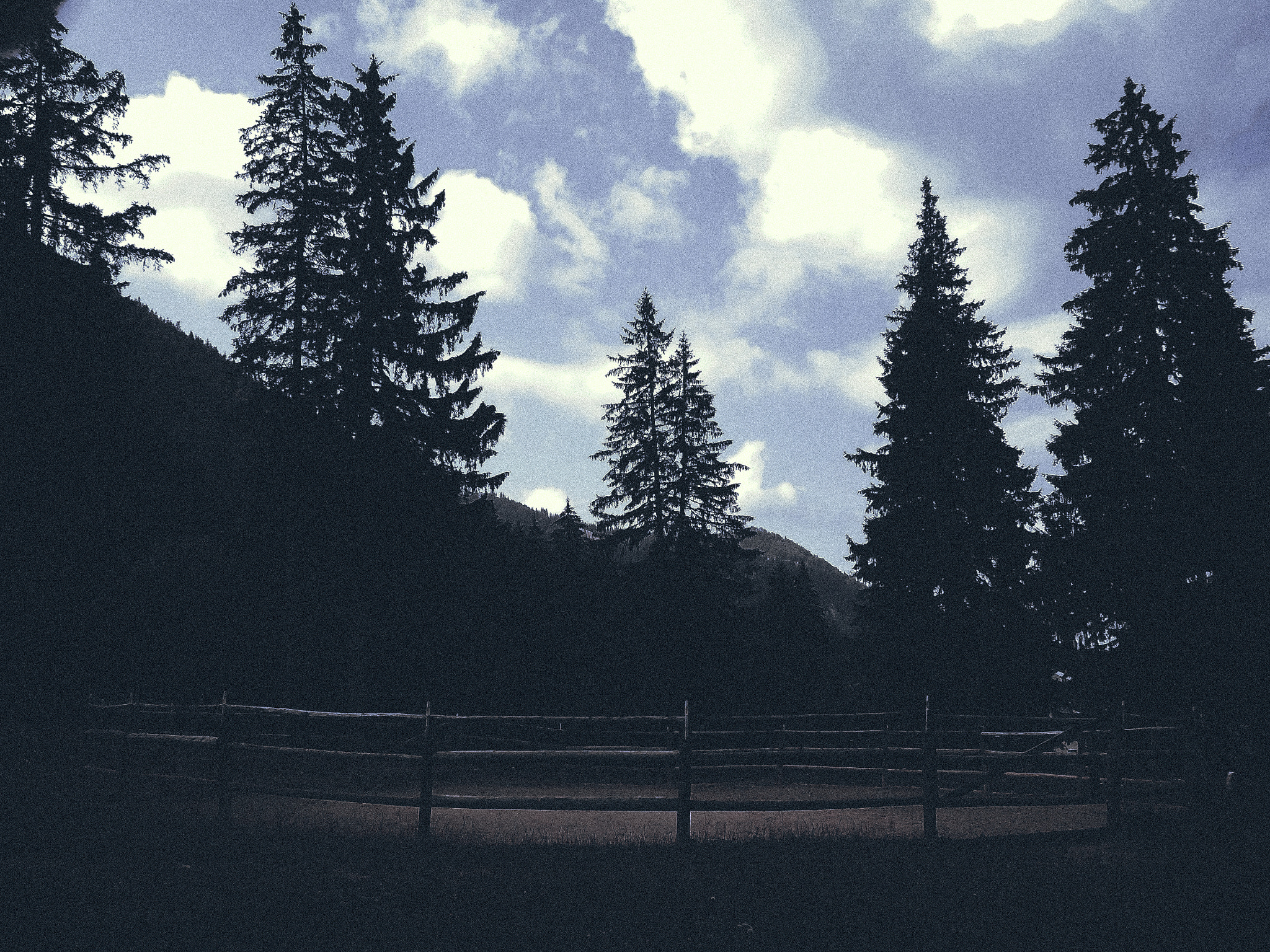 Samsung ST77 / ST79 sample photo. Forest - view. photography