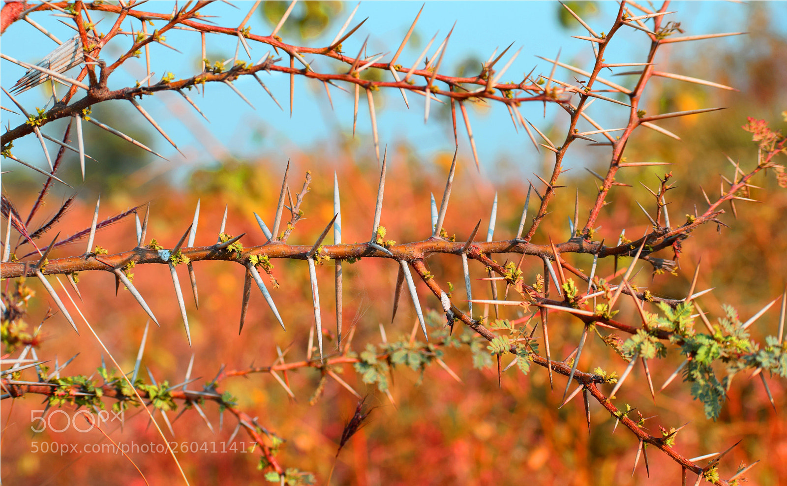 Nikon D5300 sample photo. Tree trunk photography